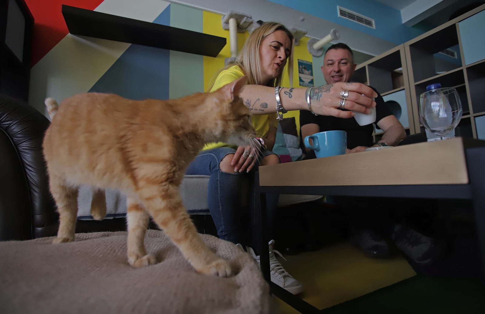 Fotos de Kitty Cat, la cafetería - refugio de gatos en La Línea