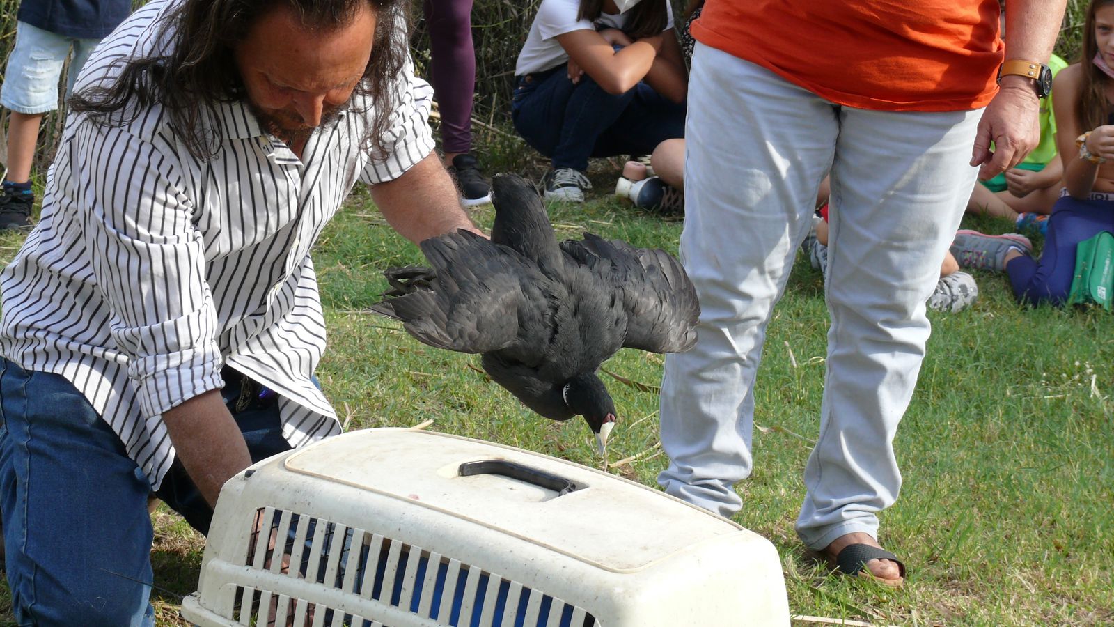 Suelta de fochas cornudas y porrones pardos en el Parque del Alamillo esta semana.