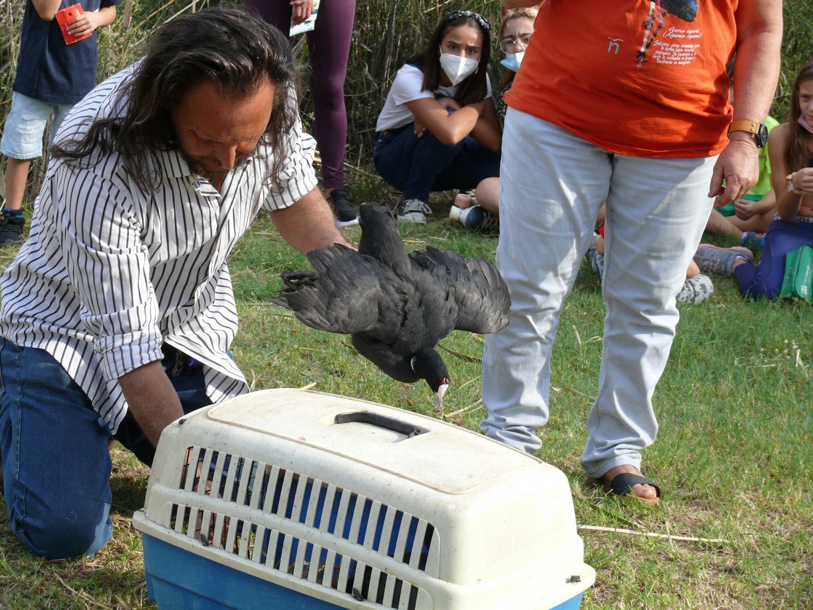Las imágenes de la suelta de fochas cornudas y porrones pardos