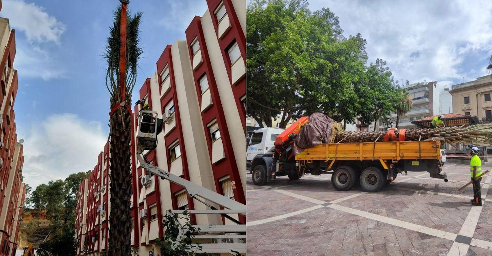 La nueva palmera de la Plaza de las Monjas.