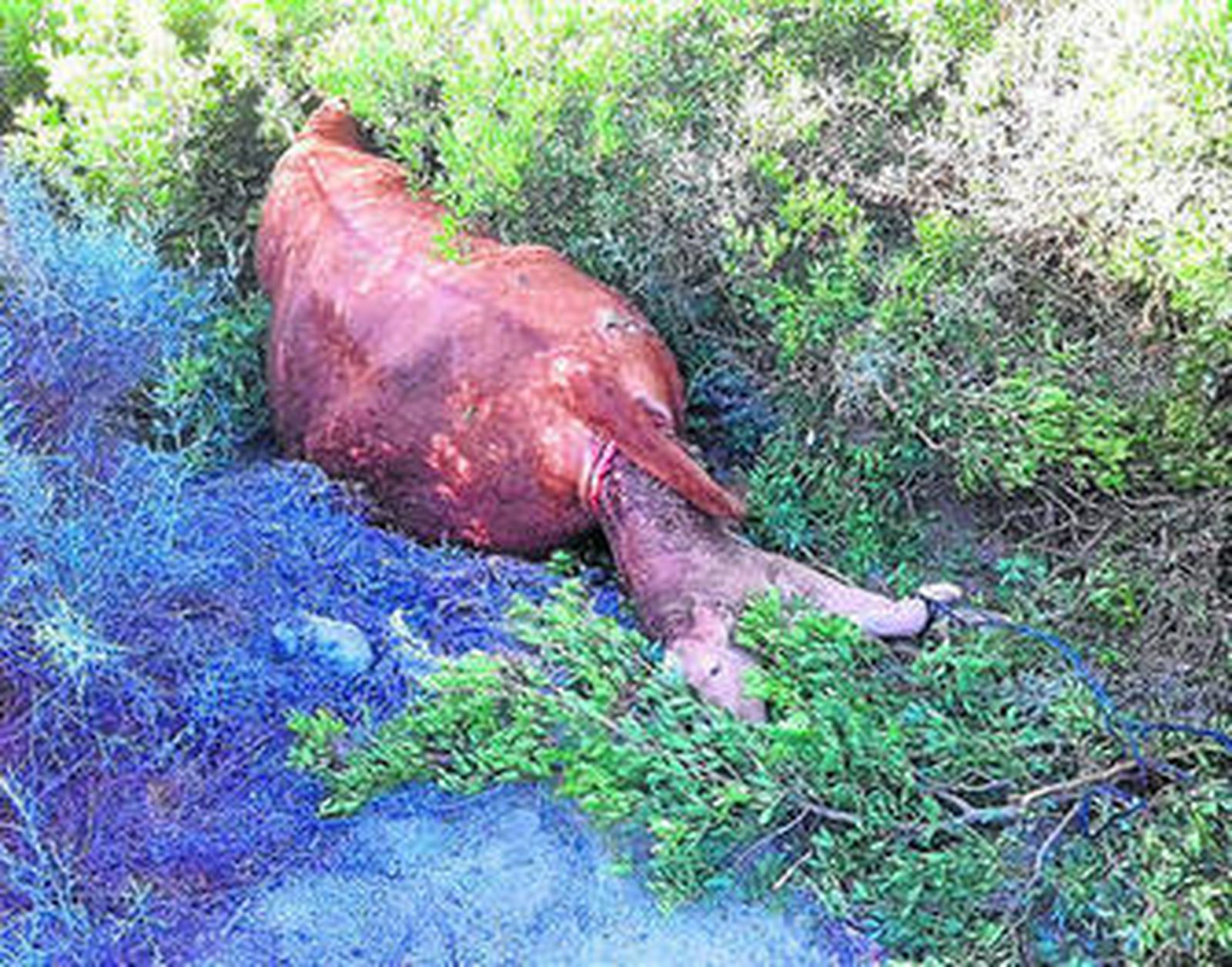 El cadáver de la vaca atacada por los buitres, en la finca, poco tiempo después de ser devorada.