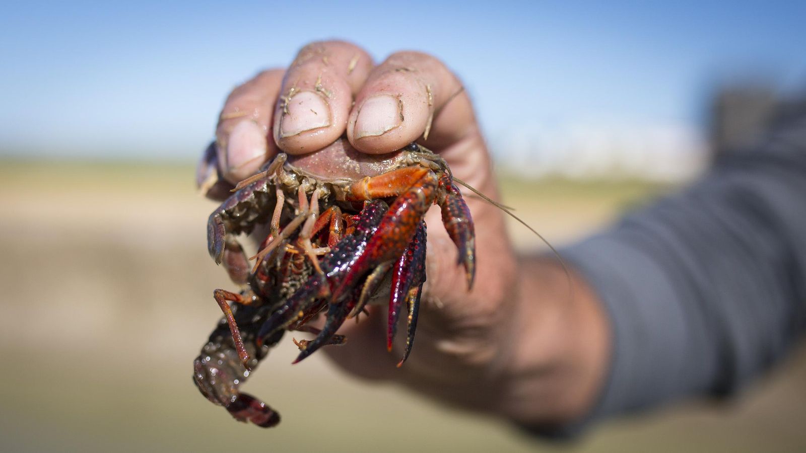 Cangrejo rojo de río