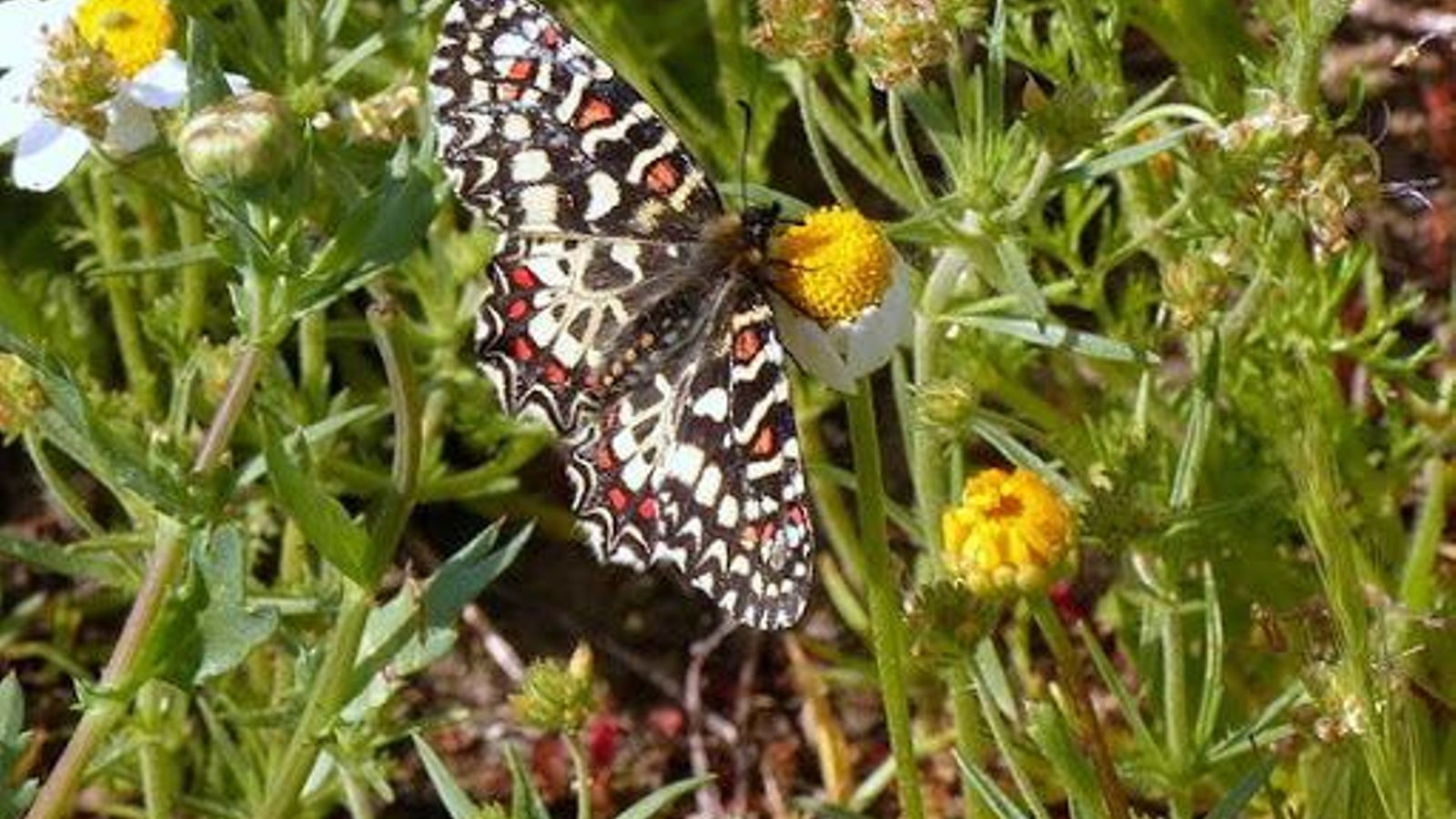 La mariposa de las aristoloquias ya se ven en diciembre en Gádor.