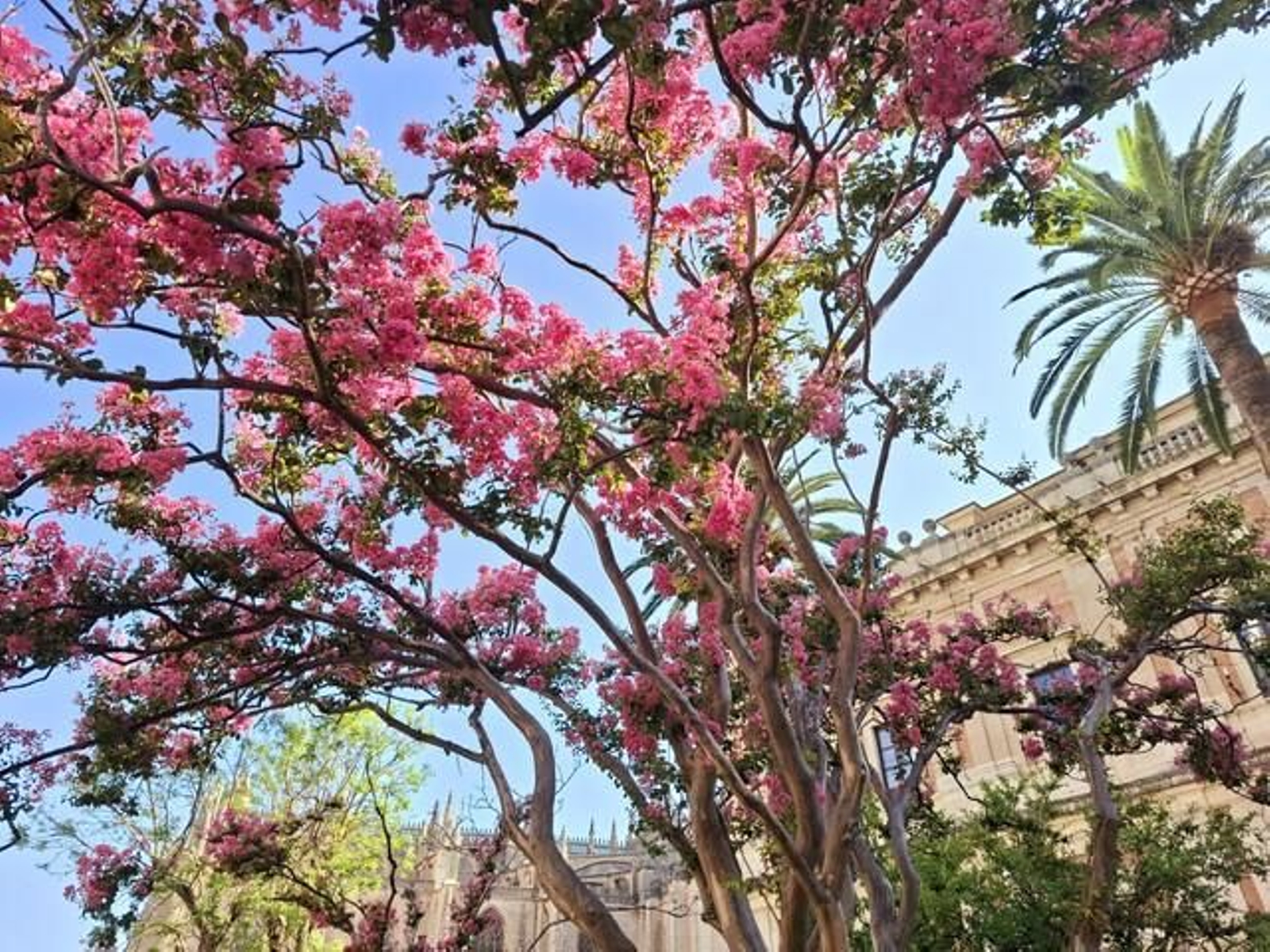 La plena belleza del árbol de Júpiter