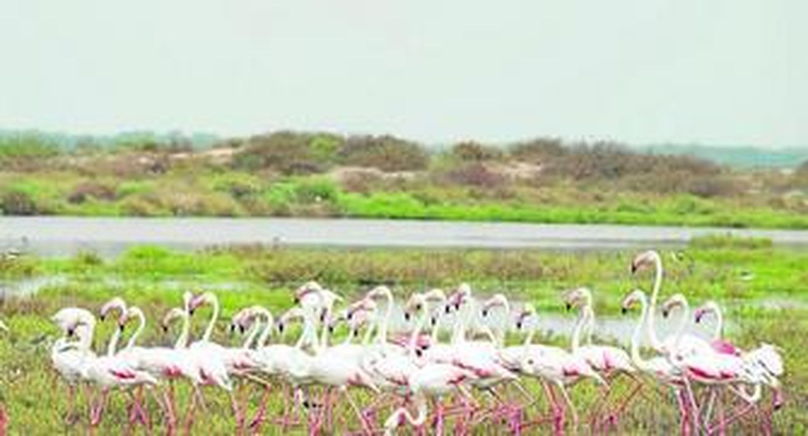 Flamencos en el entorno del parque natural, una de las aves que más curiosidad despiertan en los visitantes.
