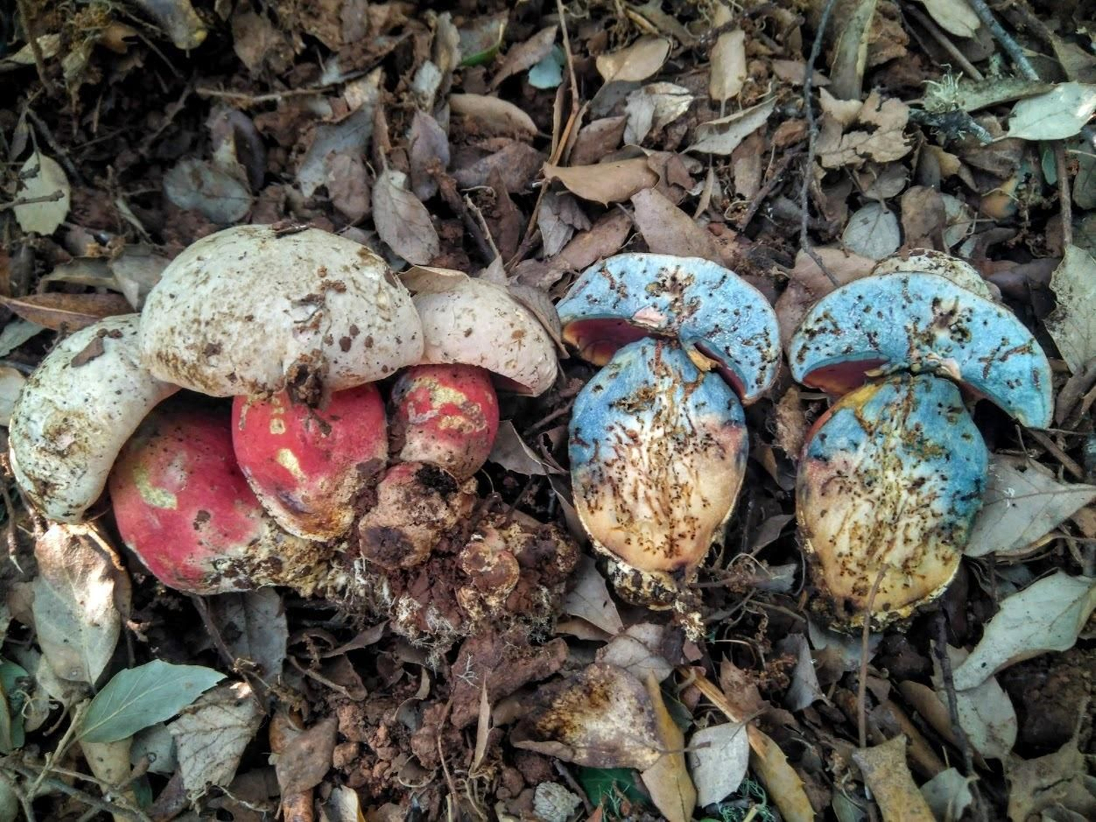 La seta tóxica Boletus Satanás.