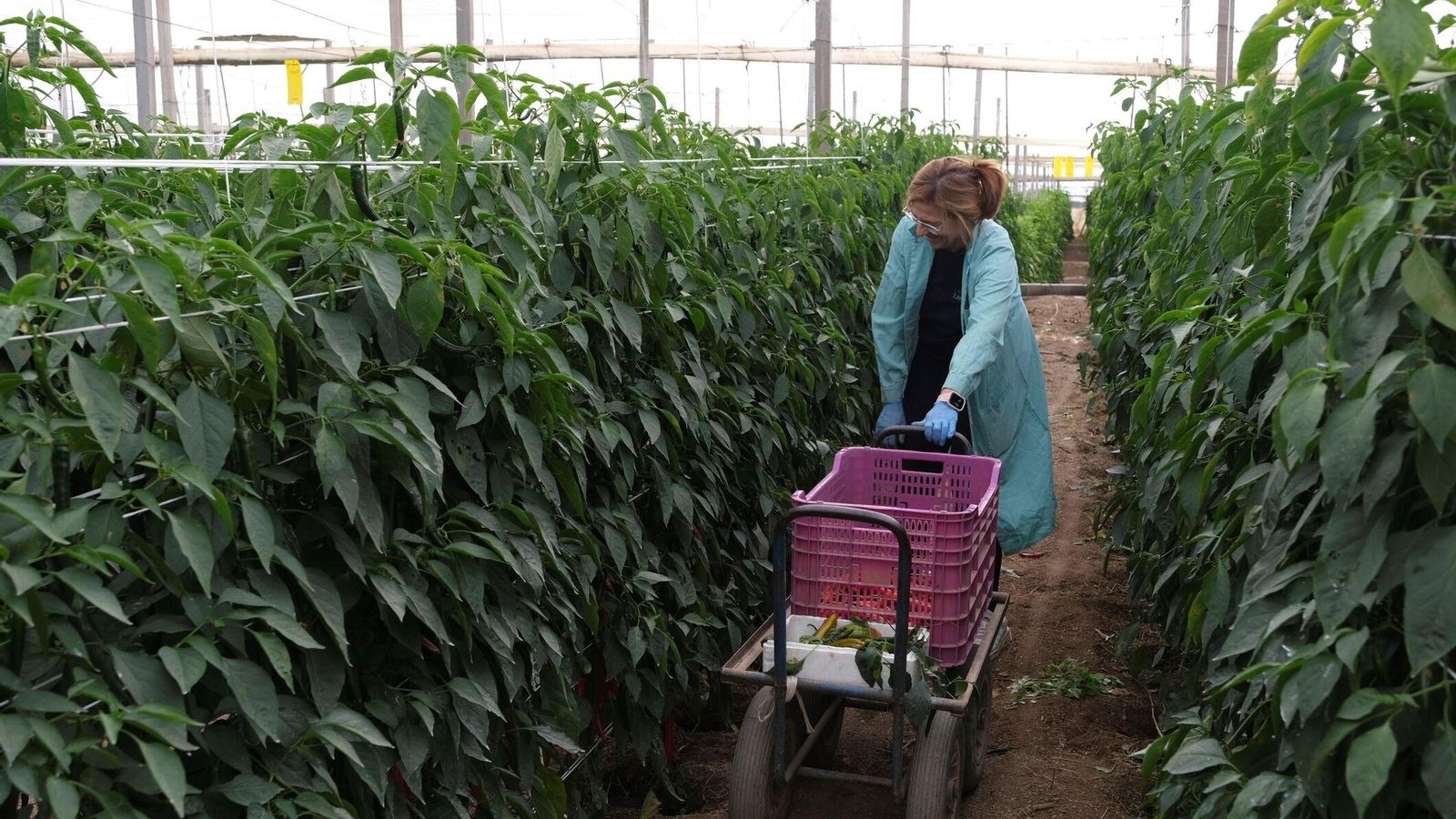 Cristina Fernández, hermana de Paco, recogiendo pimientos en la mañana del jueves.