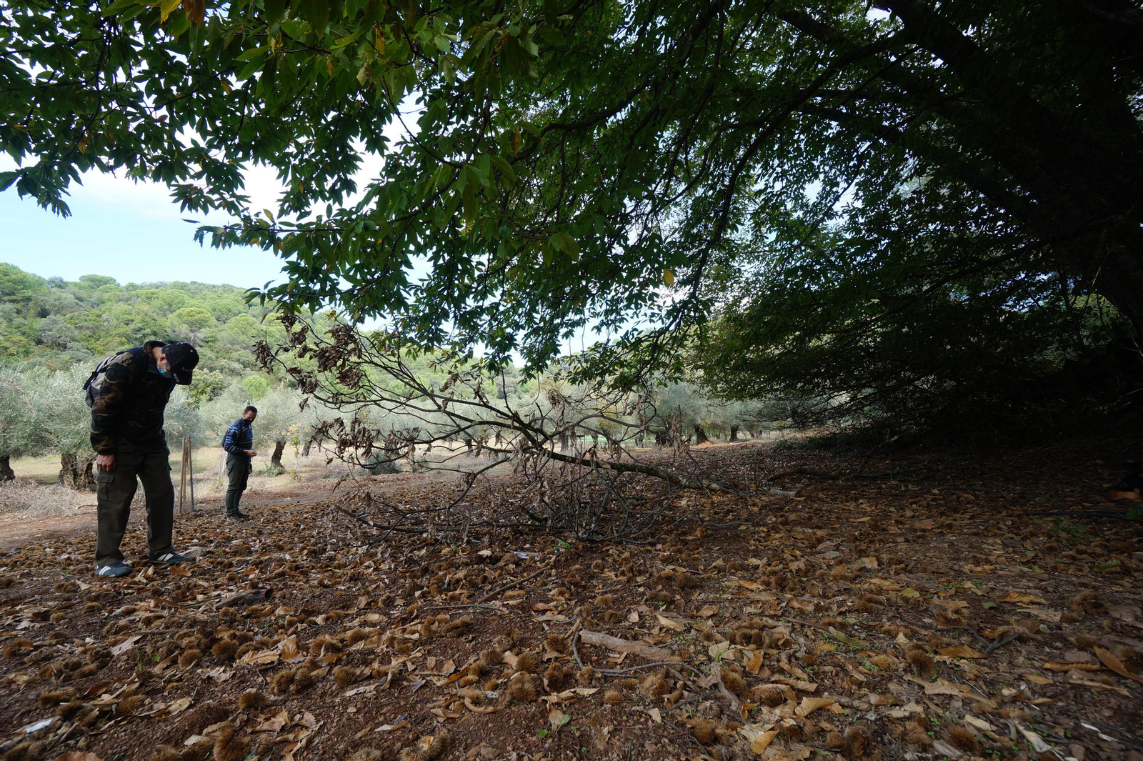 Un paseo en fotografías por el castañar de Valdejetas en la Sierra de Córdoba