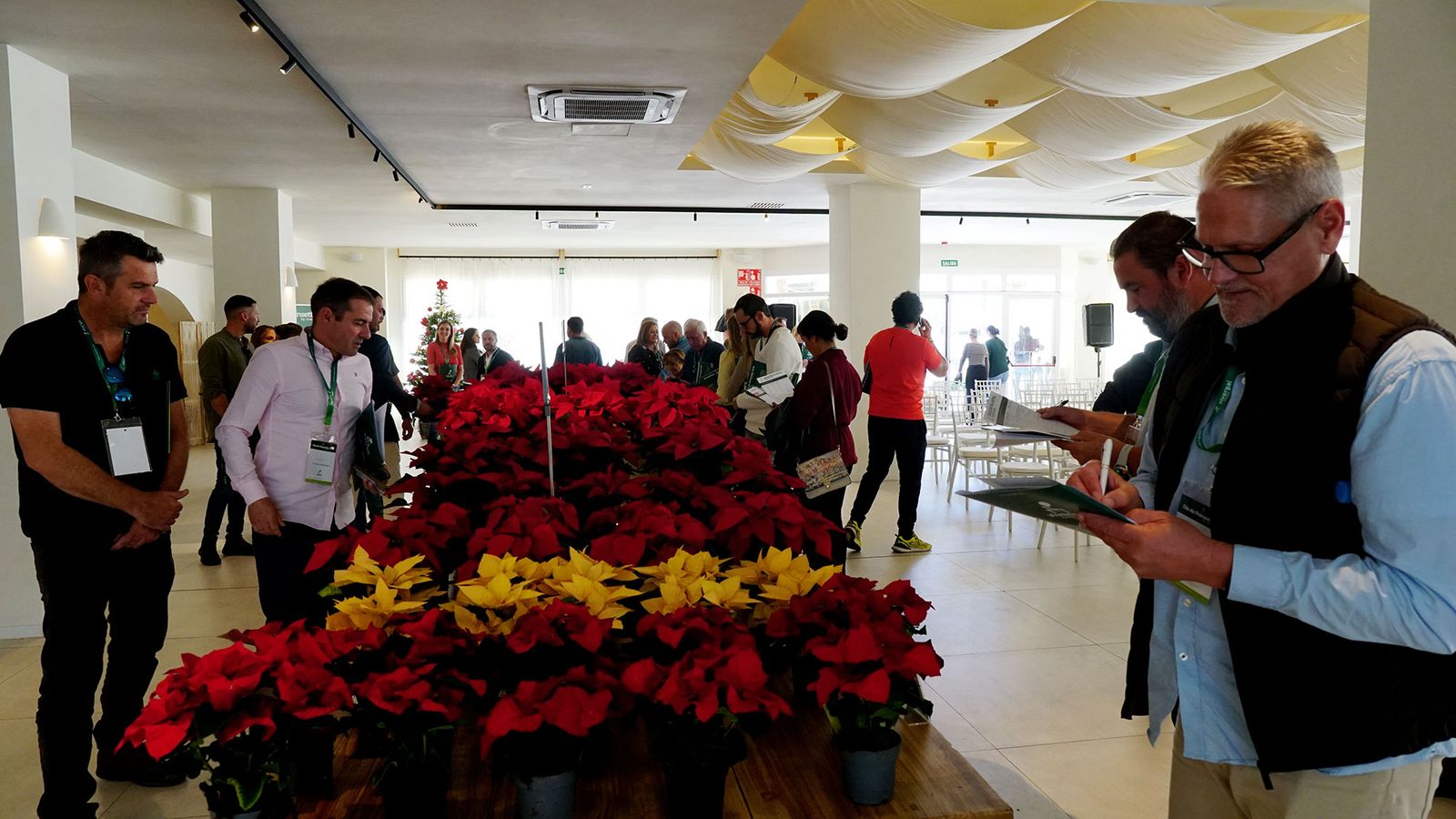 Día de la poinsettia.