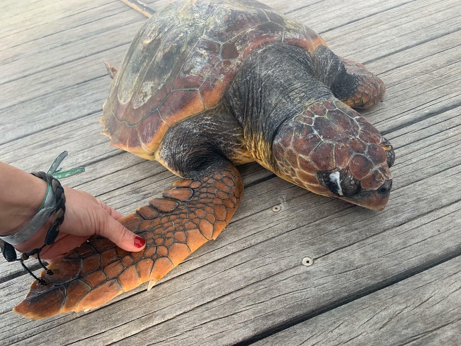 La tortuga boba, en un pantalán del puerto deportivo Elcano, ya sin vida.