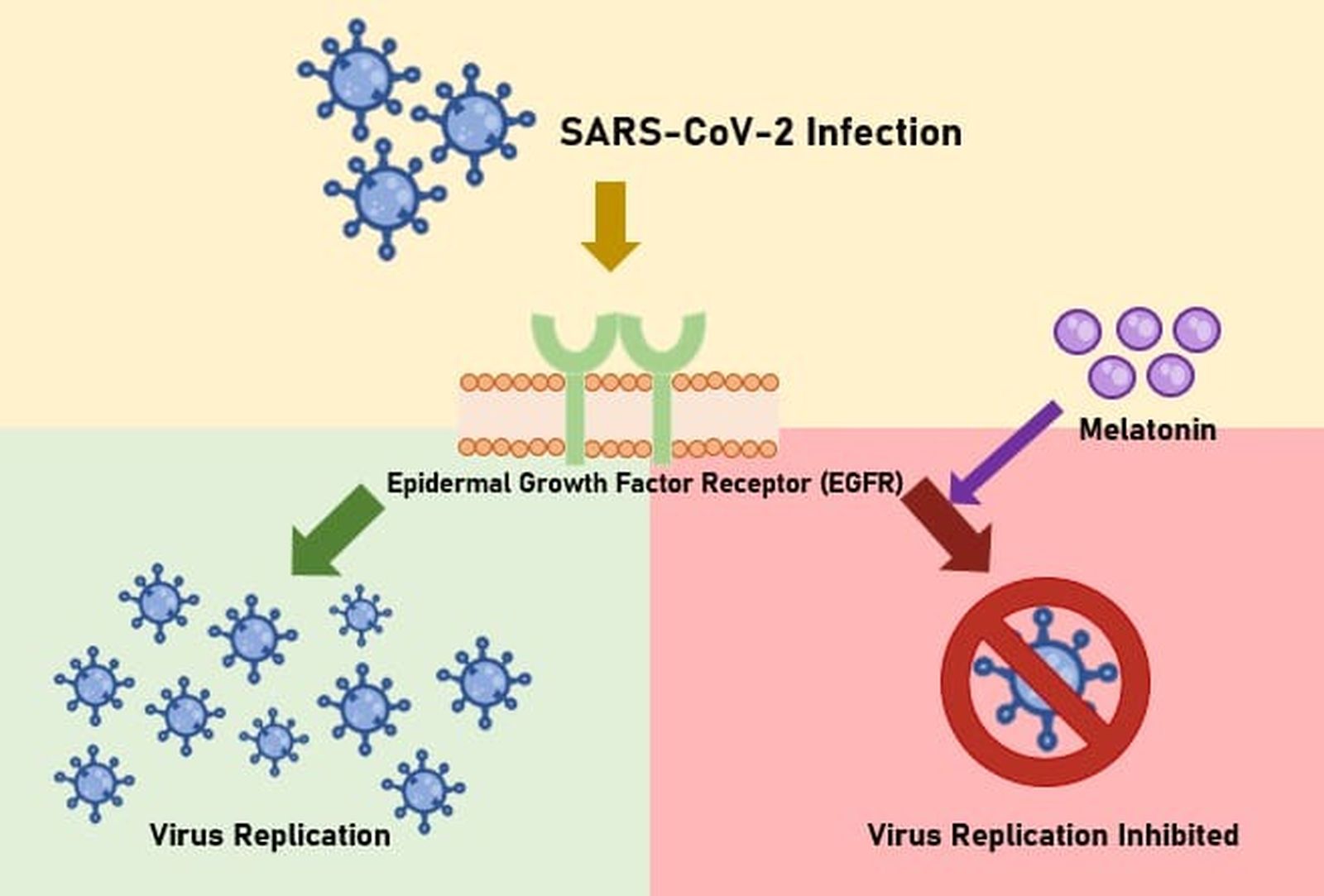 Gráfico de explicación de cómo la melatonina bloquea el Covid-19