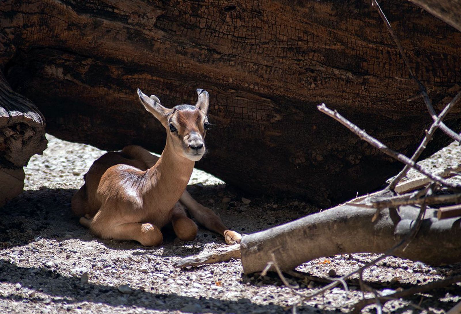 La cría de gacela dama nacida en el zoo de Jerez