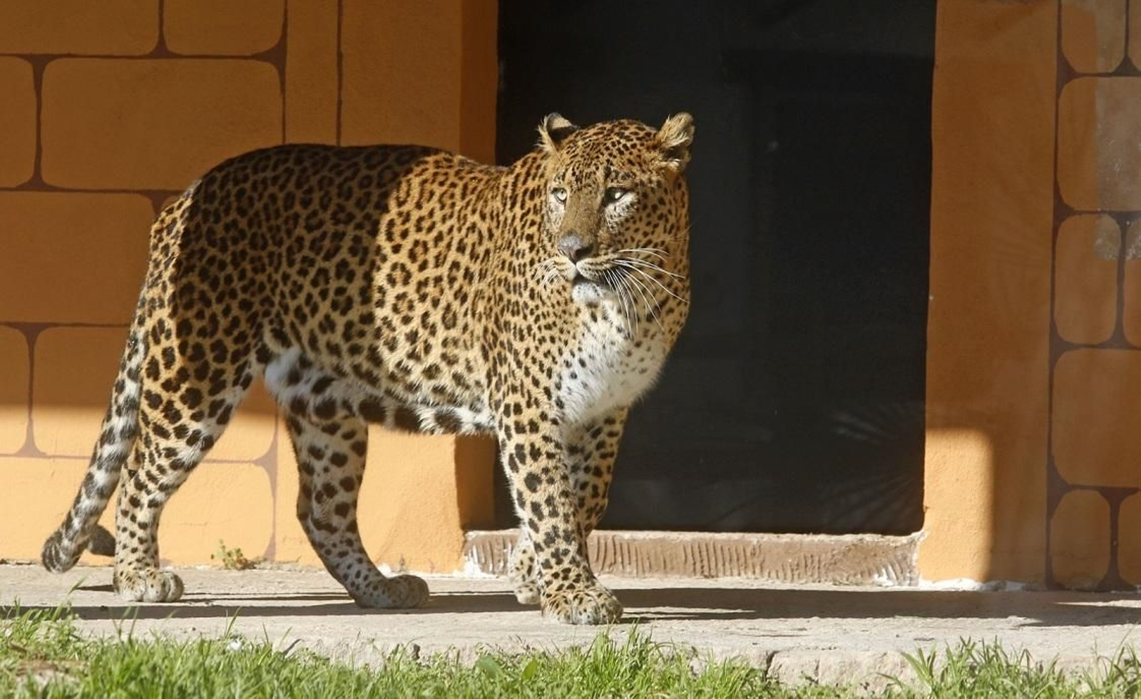 El leopardo de Sri Lanka, una de las especies más llamativas del zoo de Córdoba.
