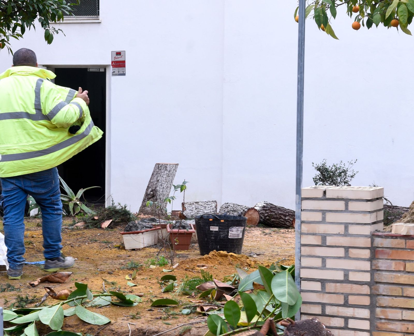 Tala de árboles junto a la parroquia del Sagrado Corazón en Bellavista