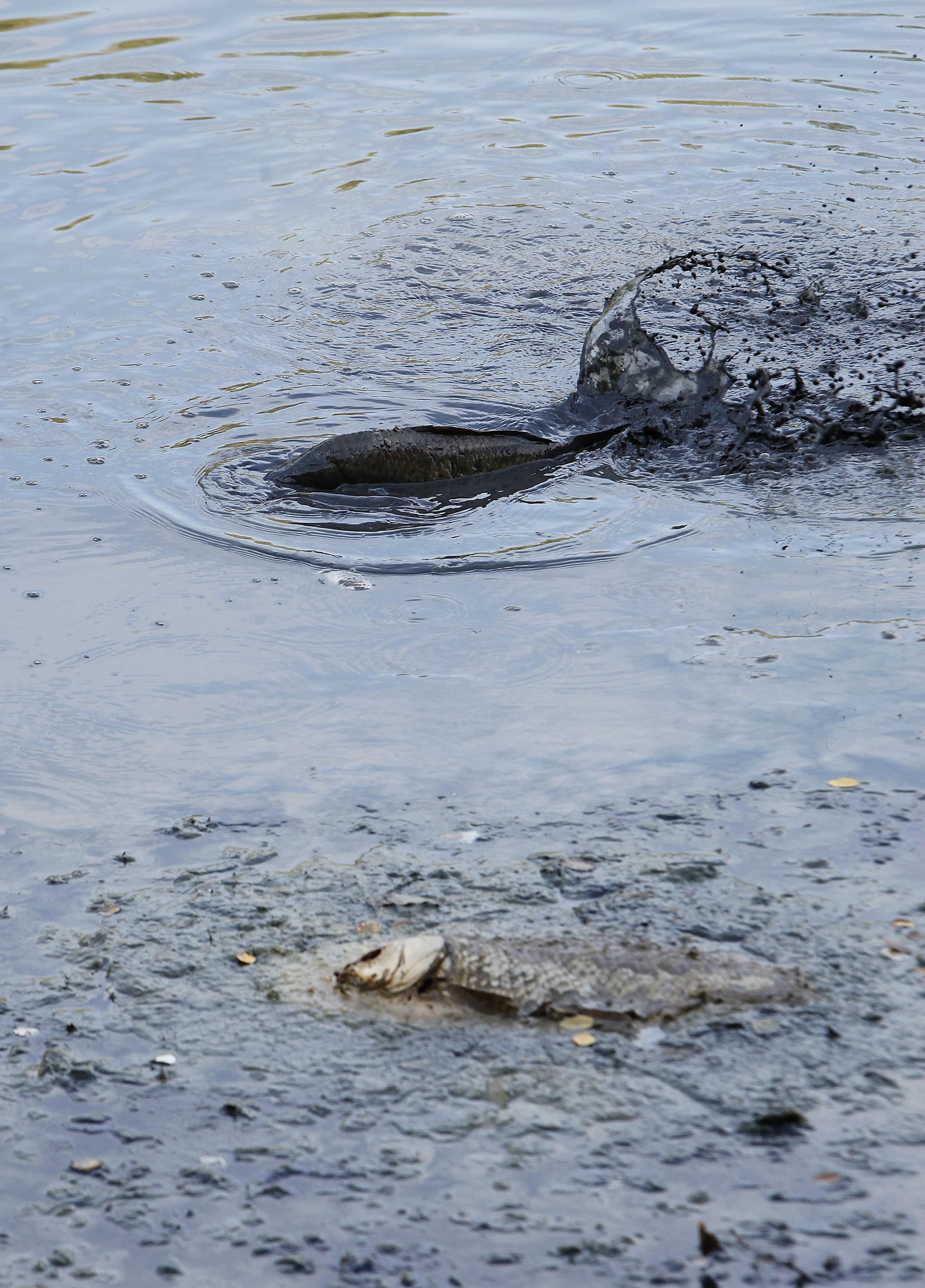 Los peces apenas tienen agua para nadar ni respirar