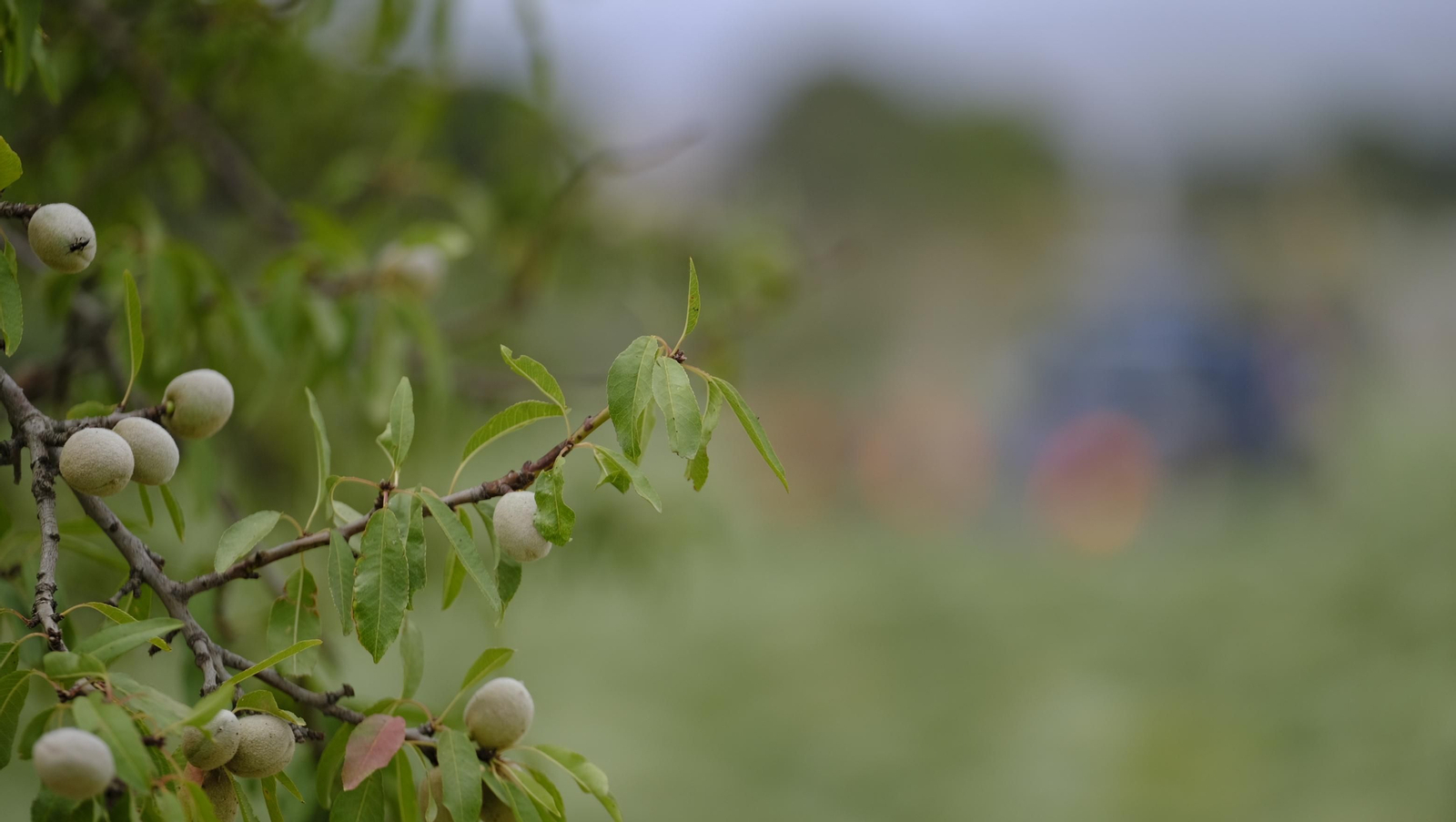 La sandía y el melón de Huércal Overa, manjares en imágenes