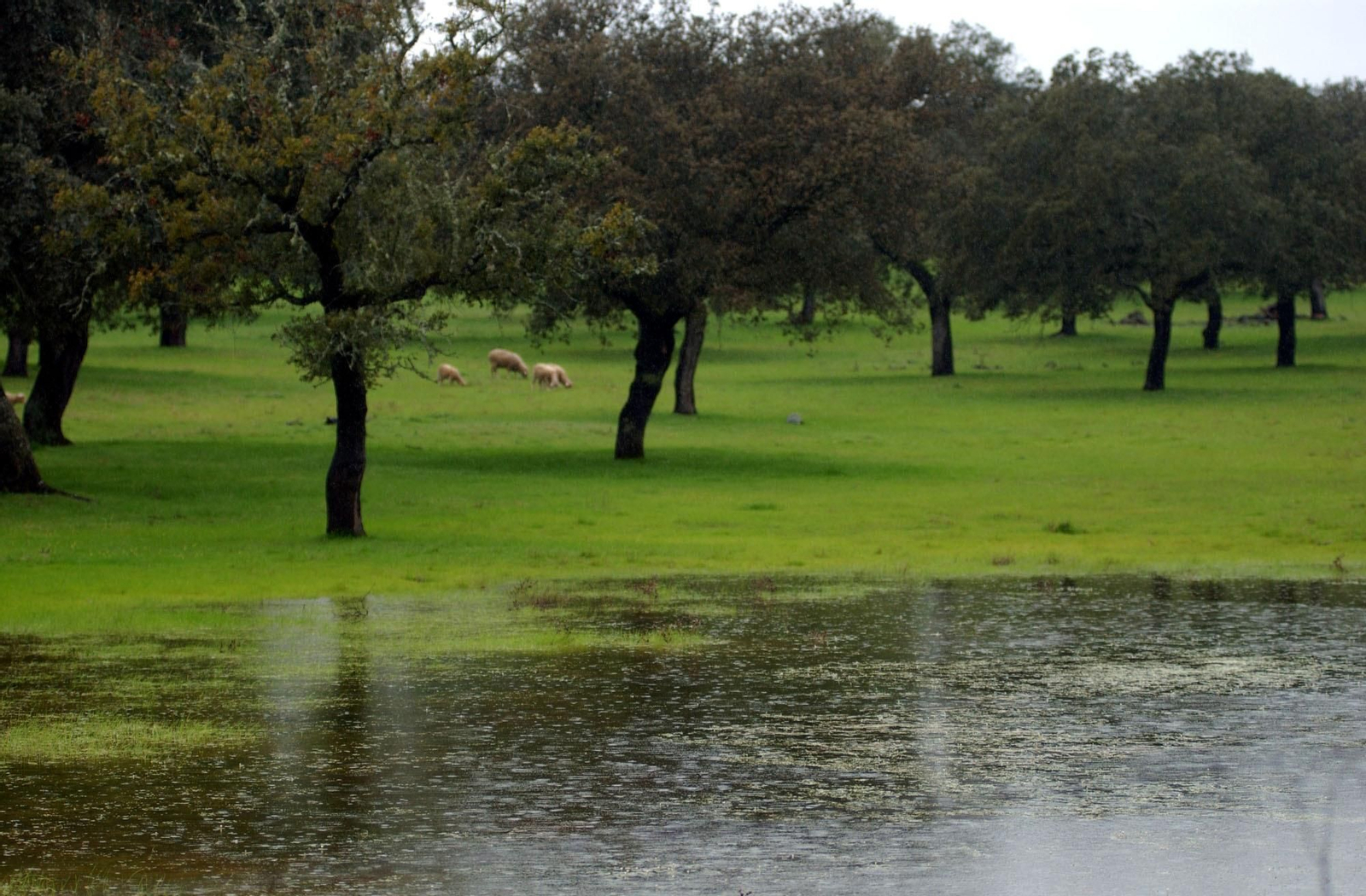 Dehesa en Los Pedroches. Dehesa en Los Pedroches.