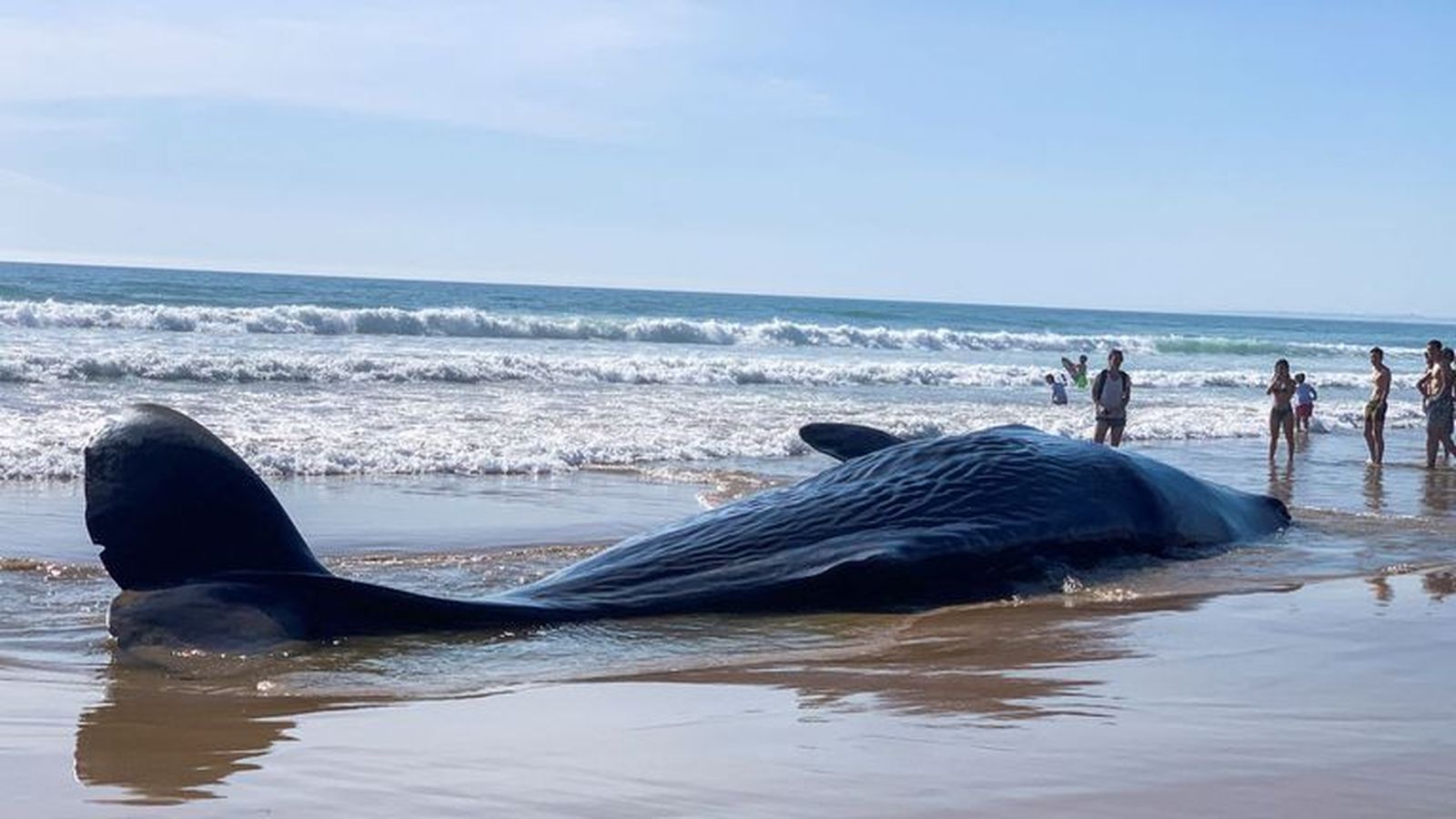 Muere una ballena encallada en una playa cercana a Lisboa