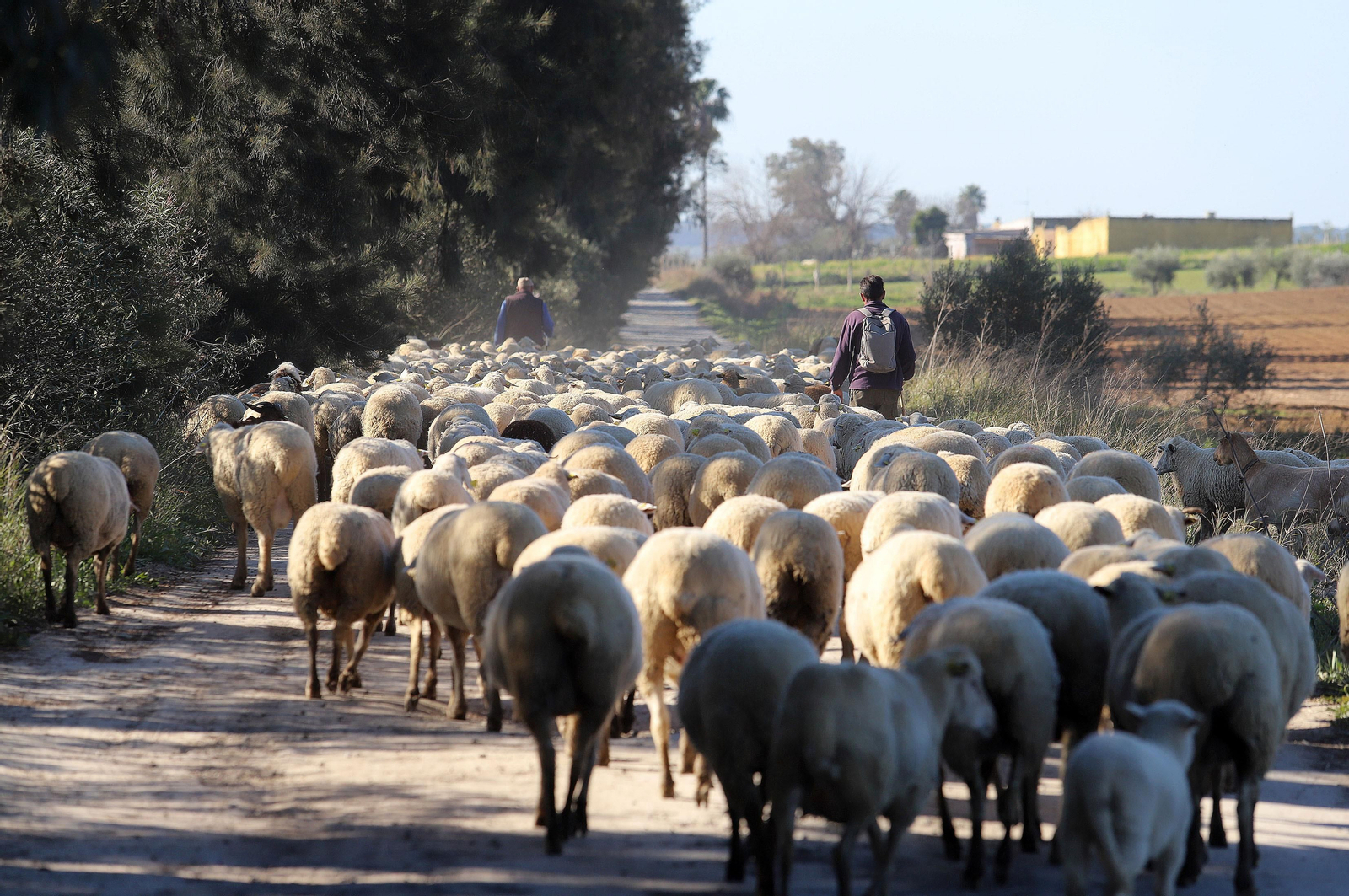 Imágenes del pastoreo de ovejas en Almonte