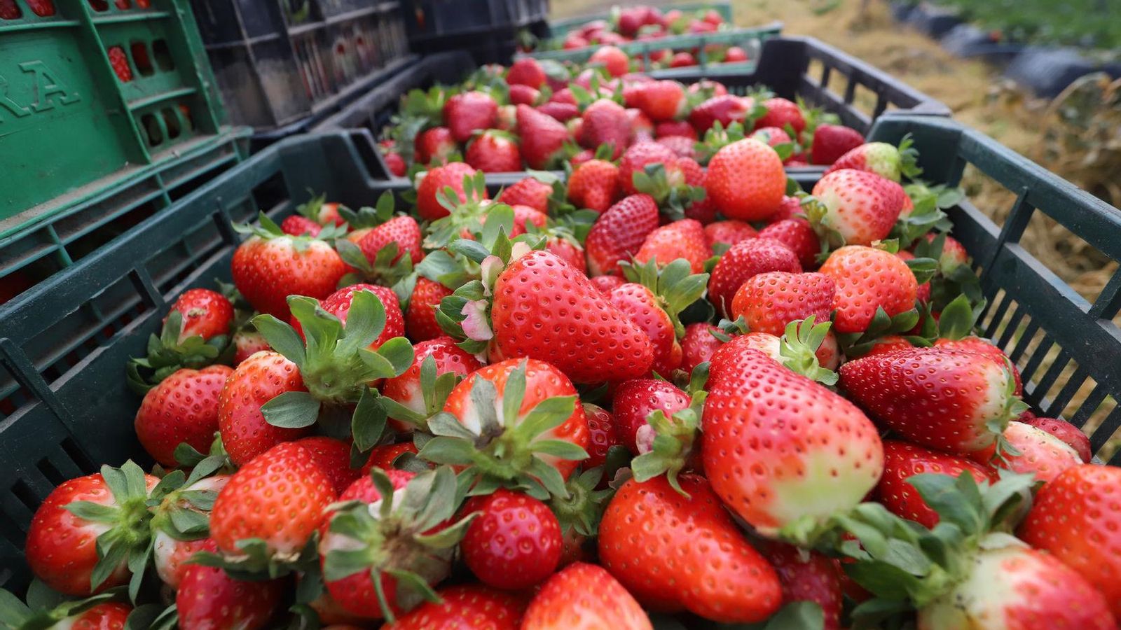 Temporada de fresa en Huelva