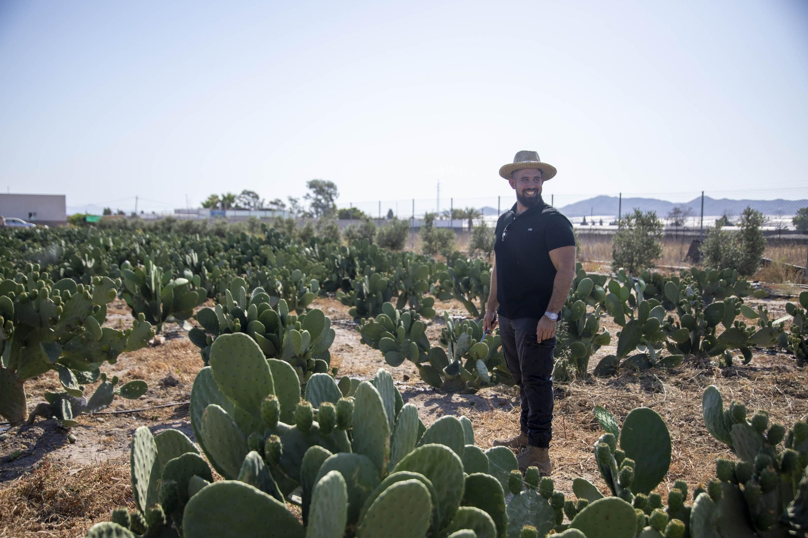 Plantación de chumbos de Níjar