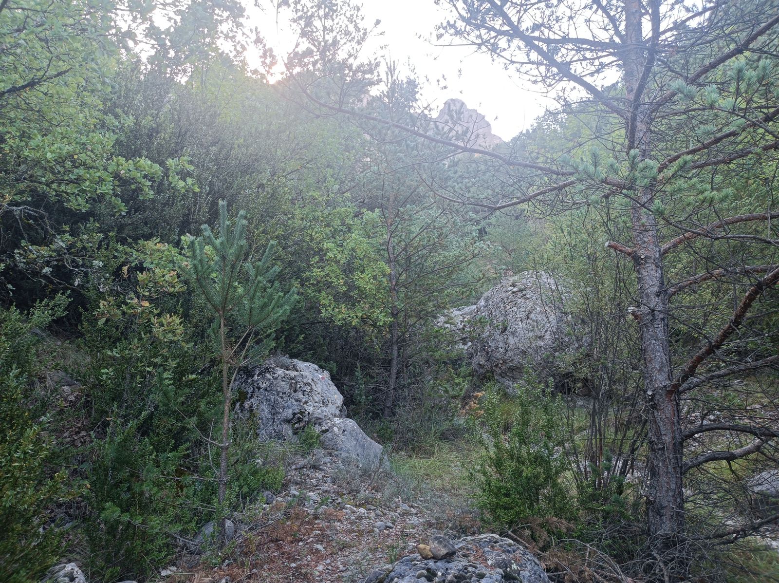 Abundante vegetación al bajar al barranco de Rubera