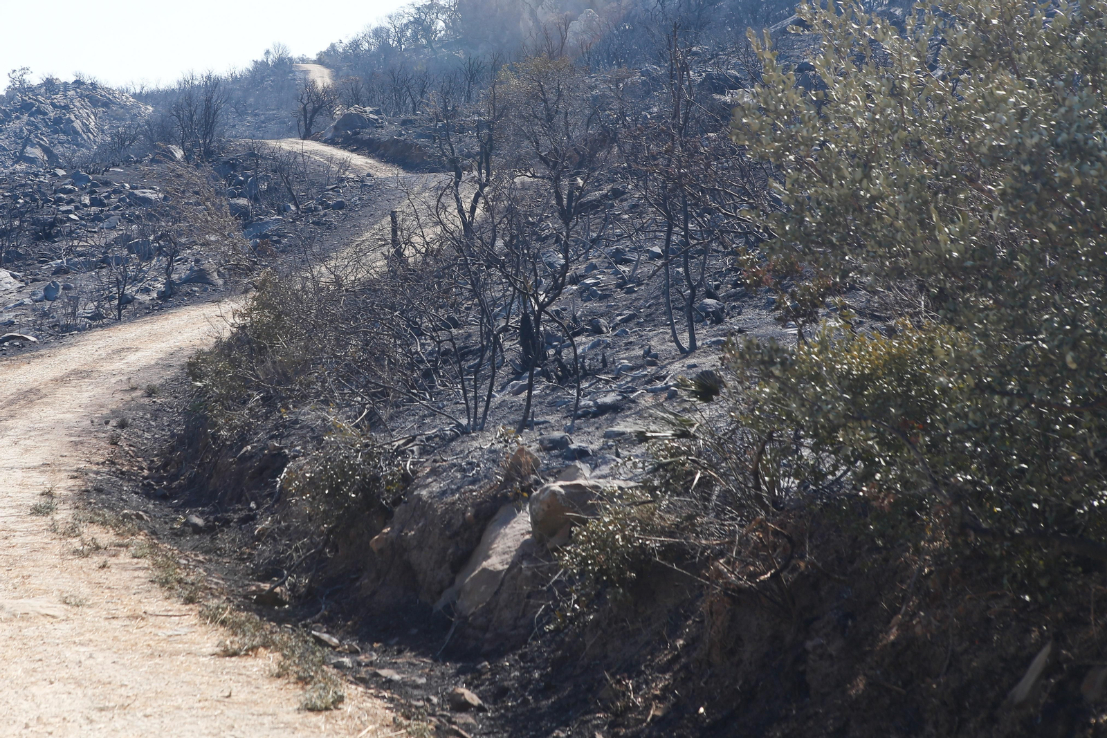 Las fotos de los efectos del incendio forestal en la Sierra de la Plata y Atlanterra, en Tarifa
