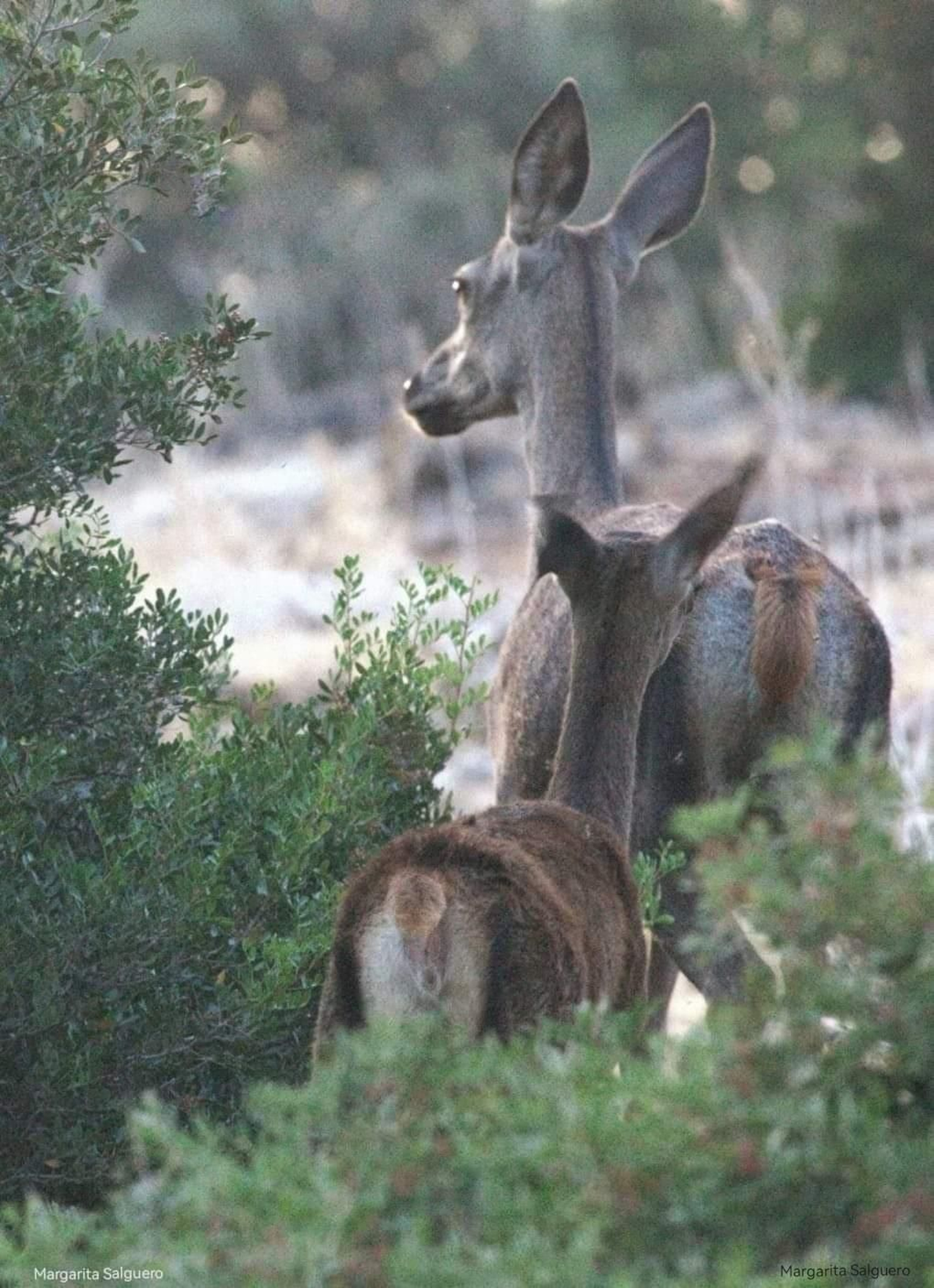 Fotos de la flora y fauna del Parque Natural de Los Alcornocales