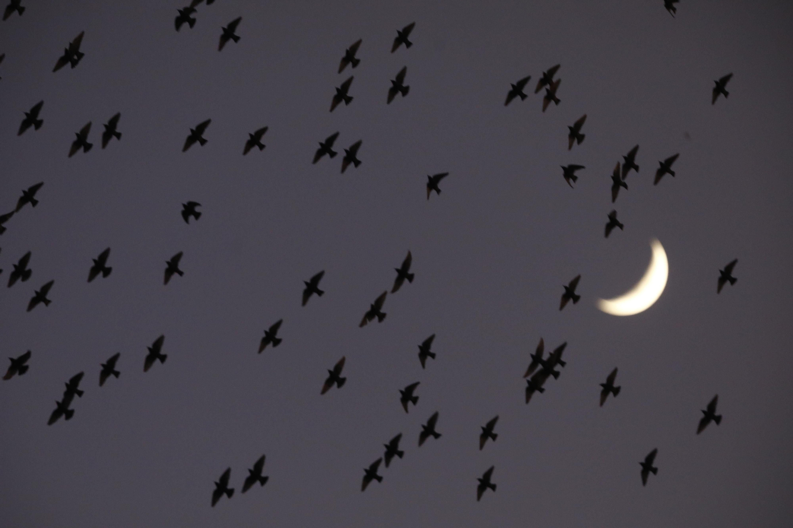 Las aves que habitan en Los Sotos de la Albolafia de Córdoba, en fotografías