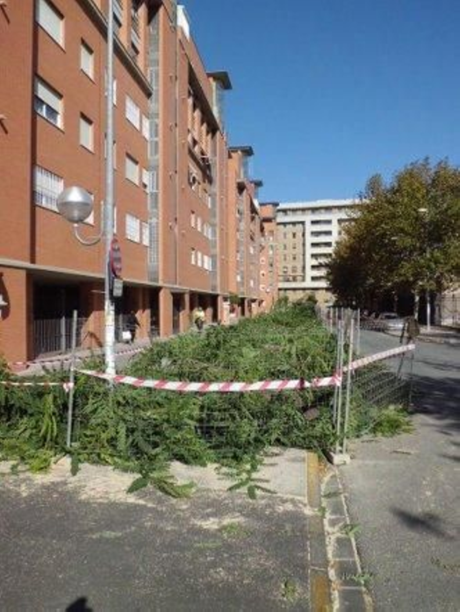 Poda masiva de árboles en Avicena ante los daños en el mobiliario