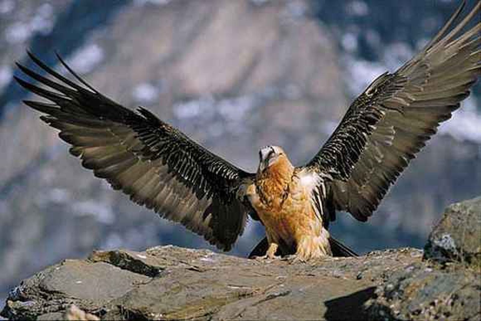 Nace el primer pollo de la temporada en el Centro de Cría del Quebrantahuesos de Cazorla