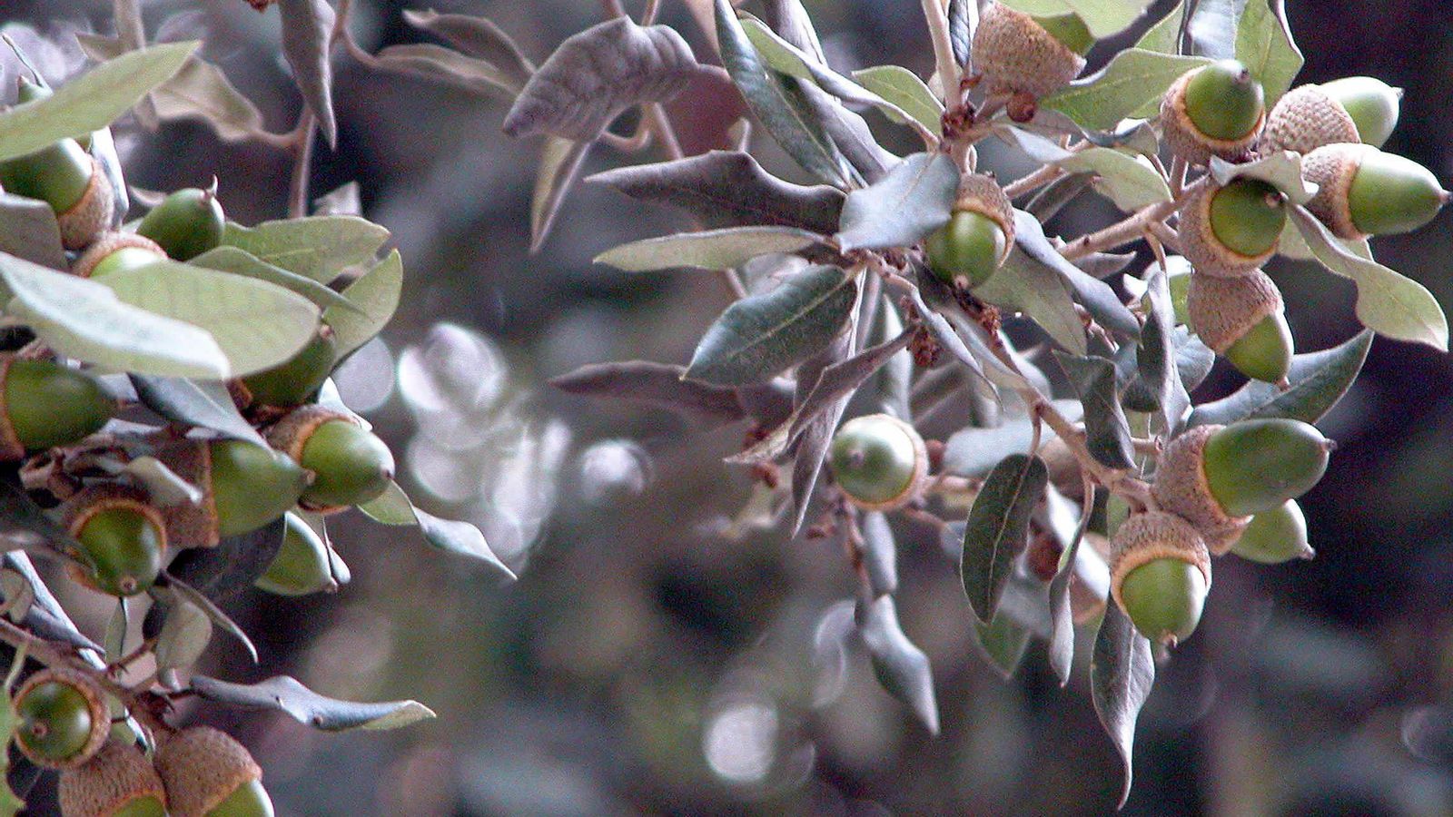 Bellotas en una encina.