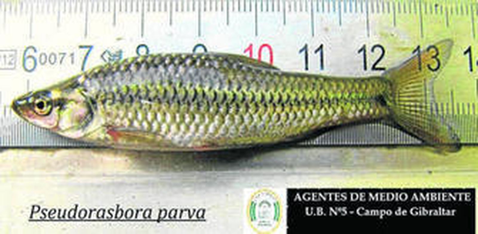 La especie invasora de los ríos del Campo de Gibraltar, que está intentando ser controlada por la Junta.