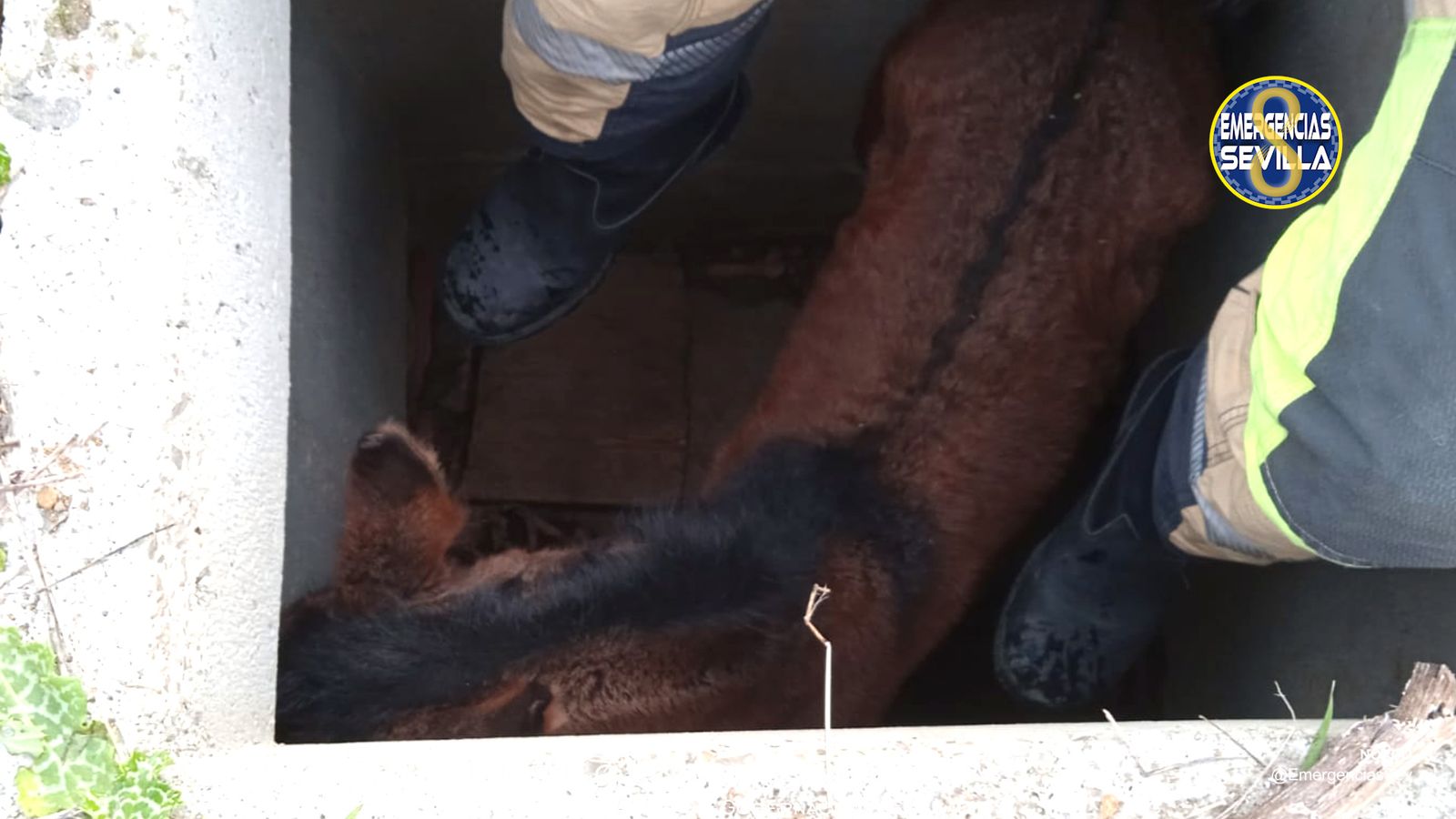 Un bombero trata de sacar al potro de la fosa.