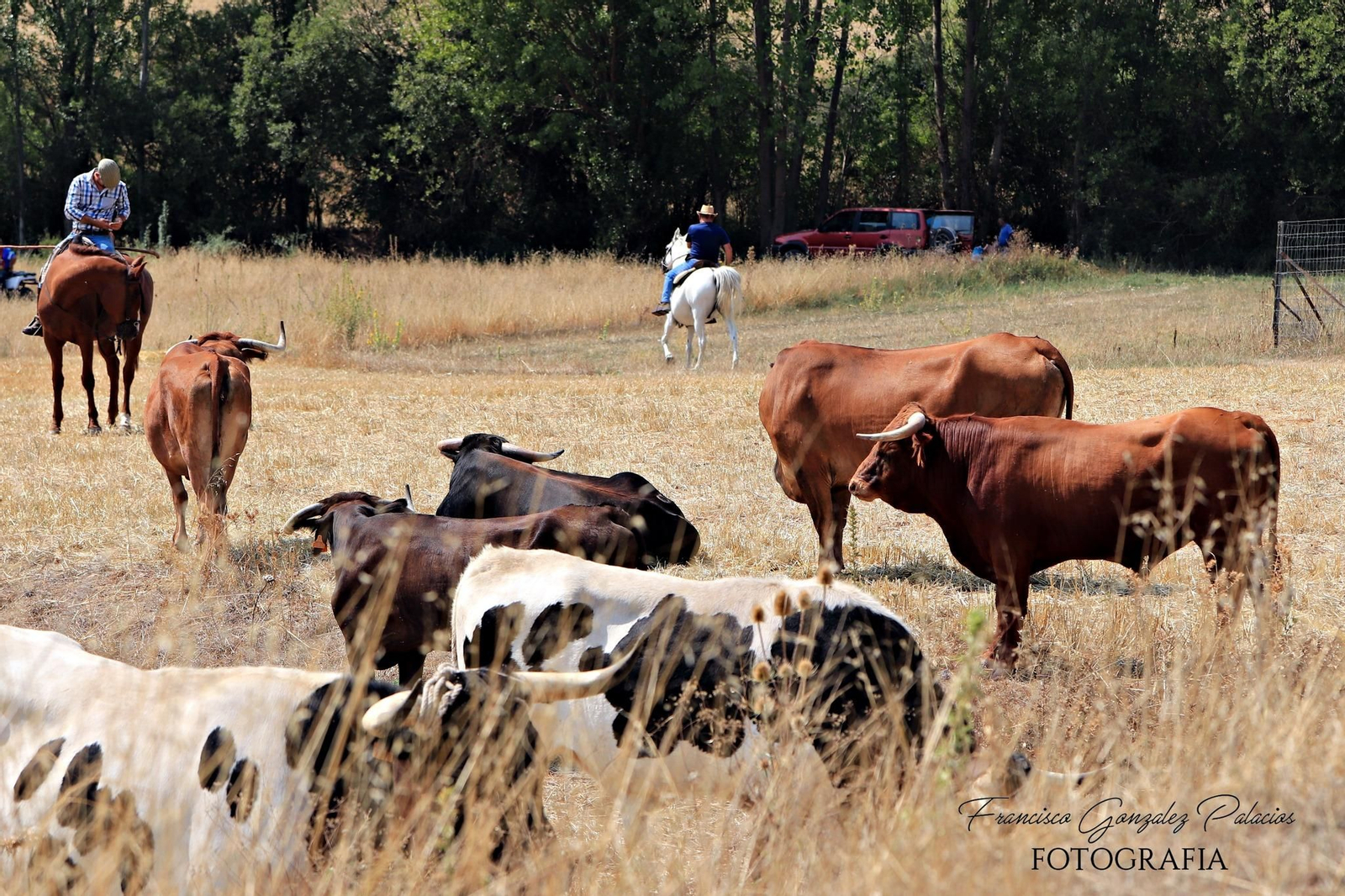 Saltos y fintas de vértigo en los encierros de Santiago de la Espada, en imágenes
