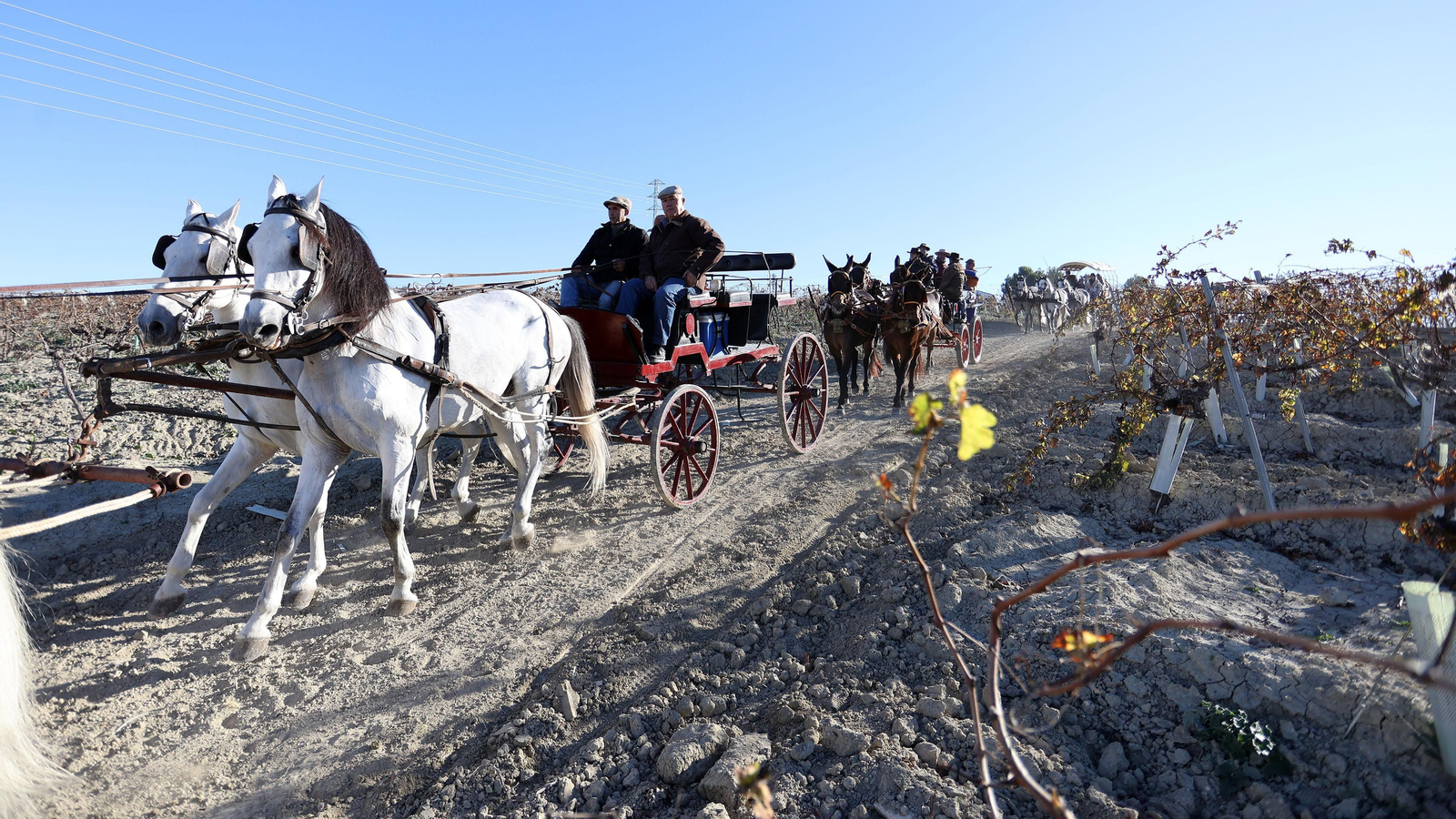II Ruta Viñas de Jerez