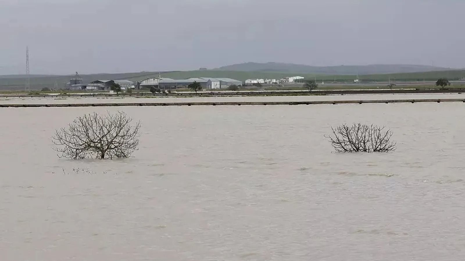 Explotaciones agrícolas del Bajo Guadalquivir afectadas por las inundaciones.