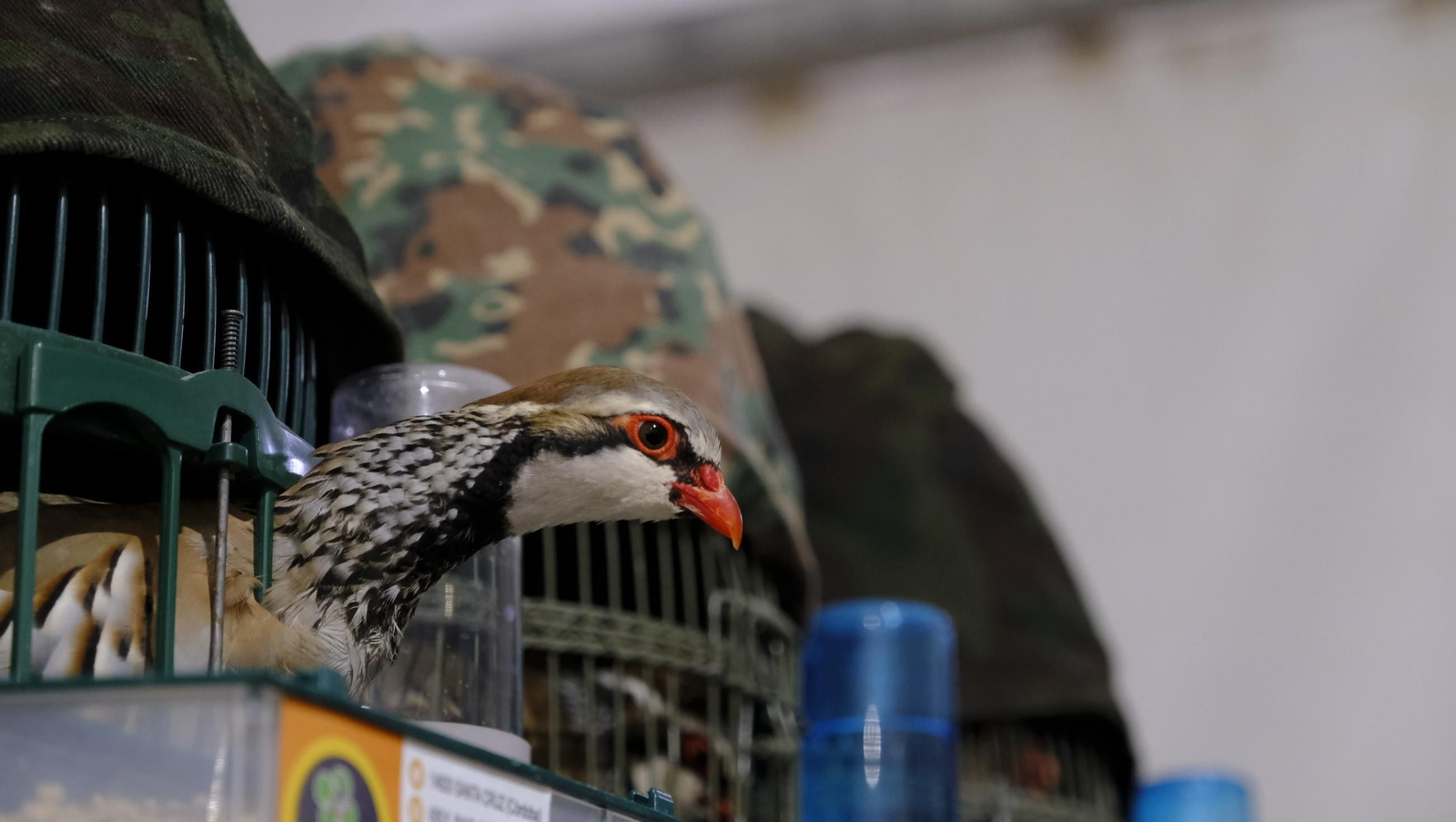 Las fotos de la Feria del Ganado y del Pájaro Perdiz en Albox