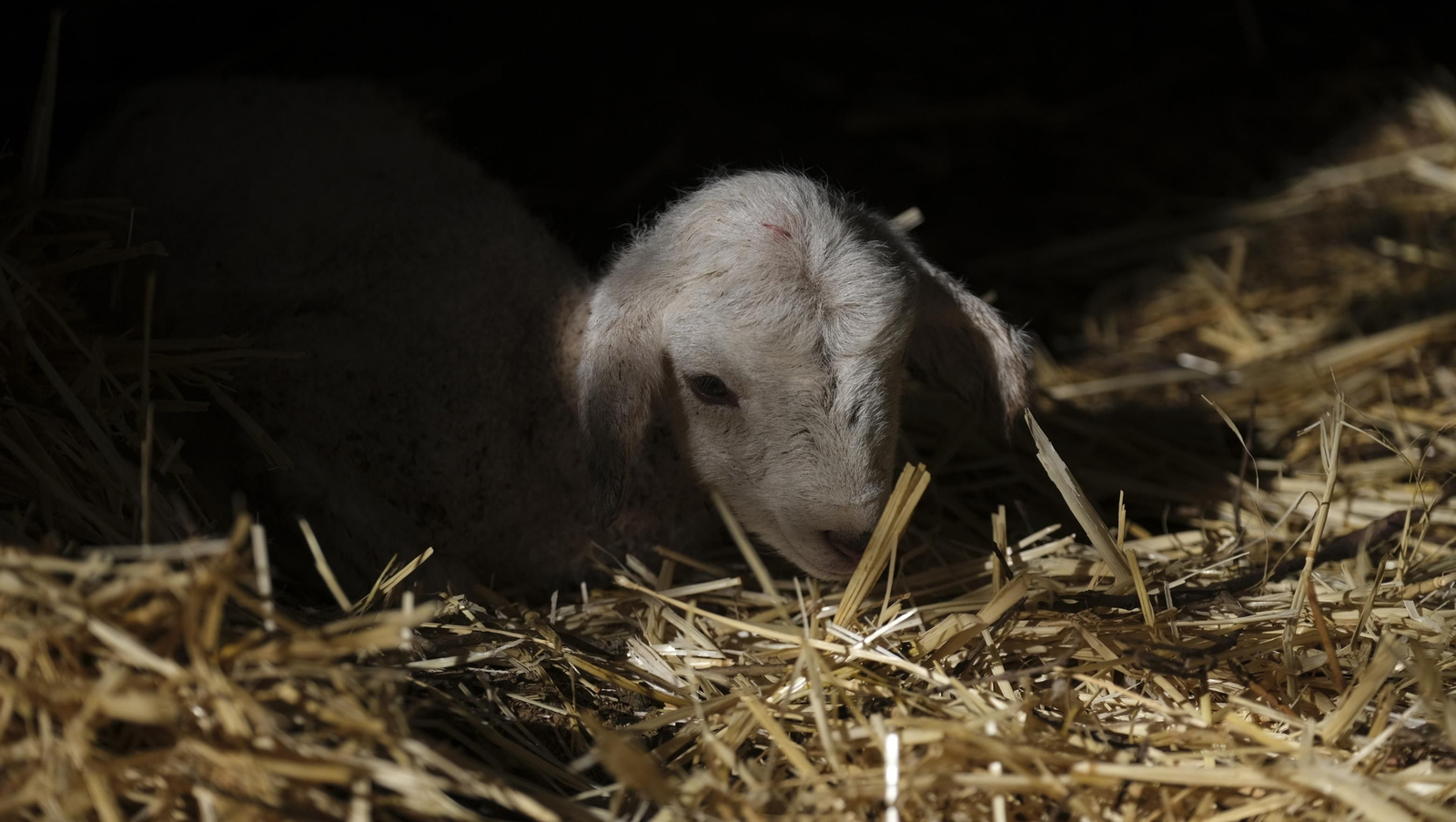 Fotogalería de la ganadería tradicional de Vélez Rubio, las imágenes más tiernas de los corderos recién nacidos