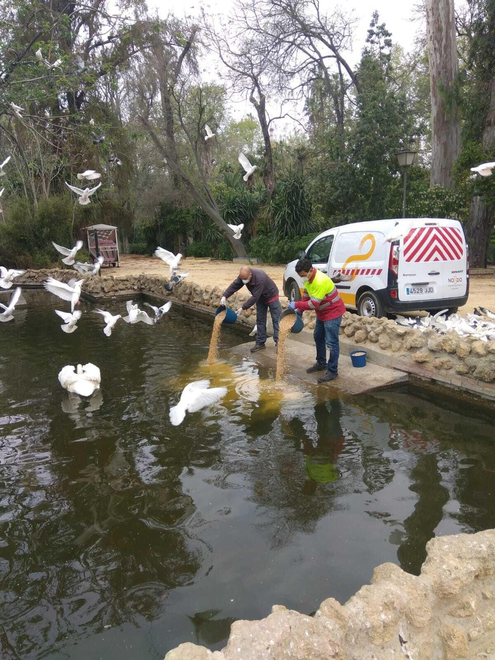 Operarios de Parques y Jardines alimentan a los patos del Parque de los Príncipes.