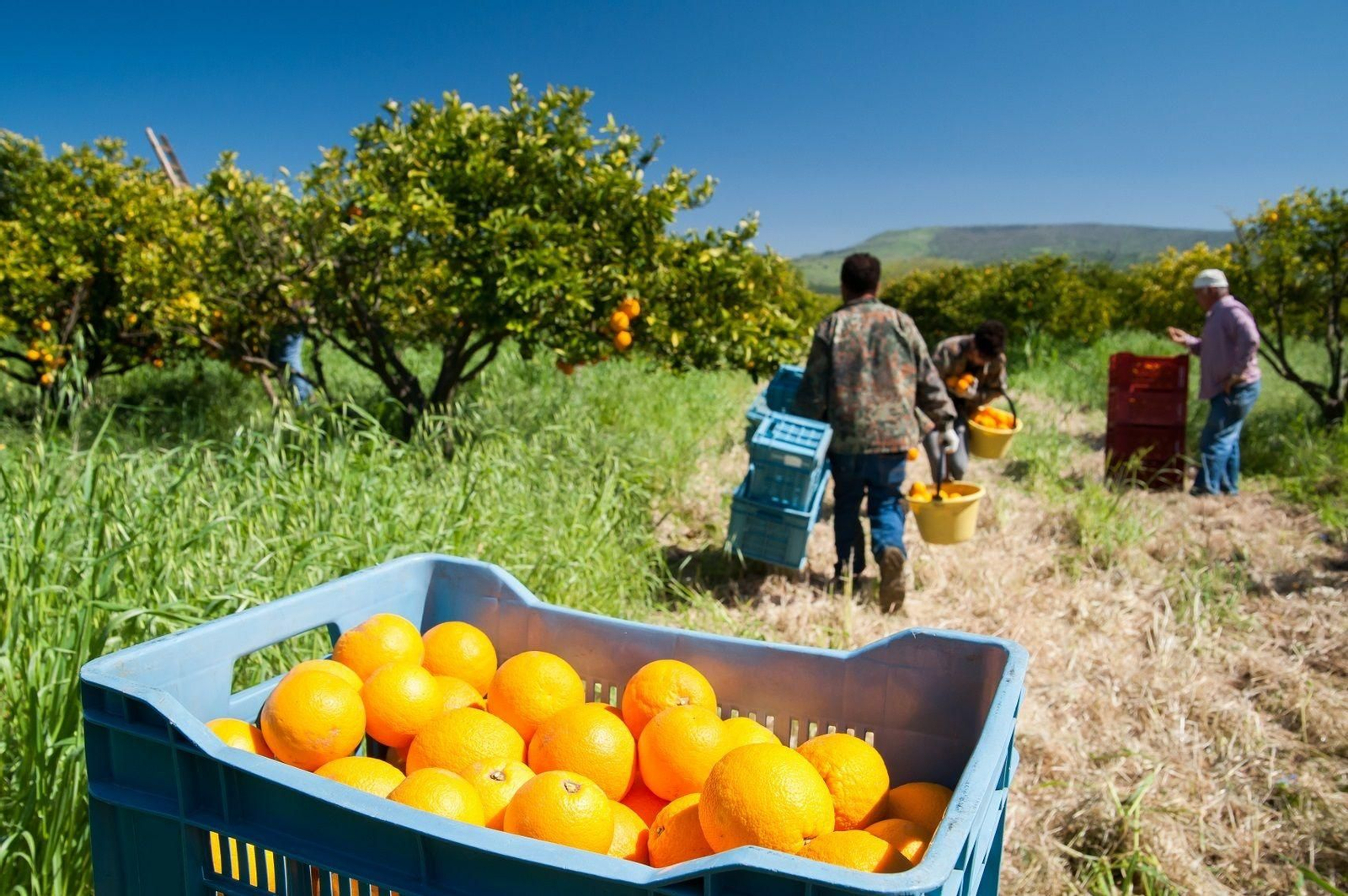 Recogida de naranjas.