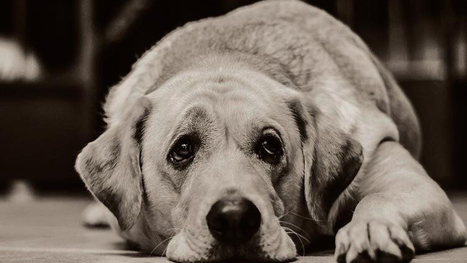 La vuelta de vacaciones también influye a los perros.