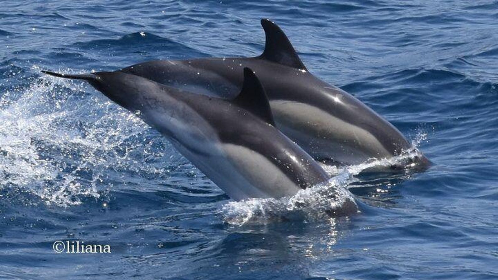 Dos delfines en la bahía de Algeciras.