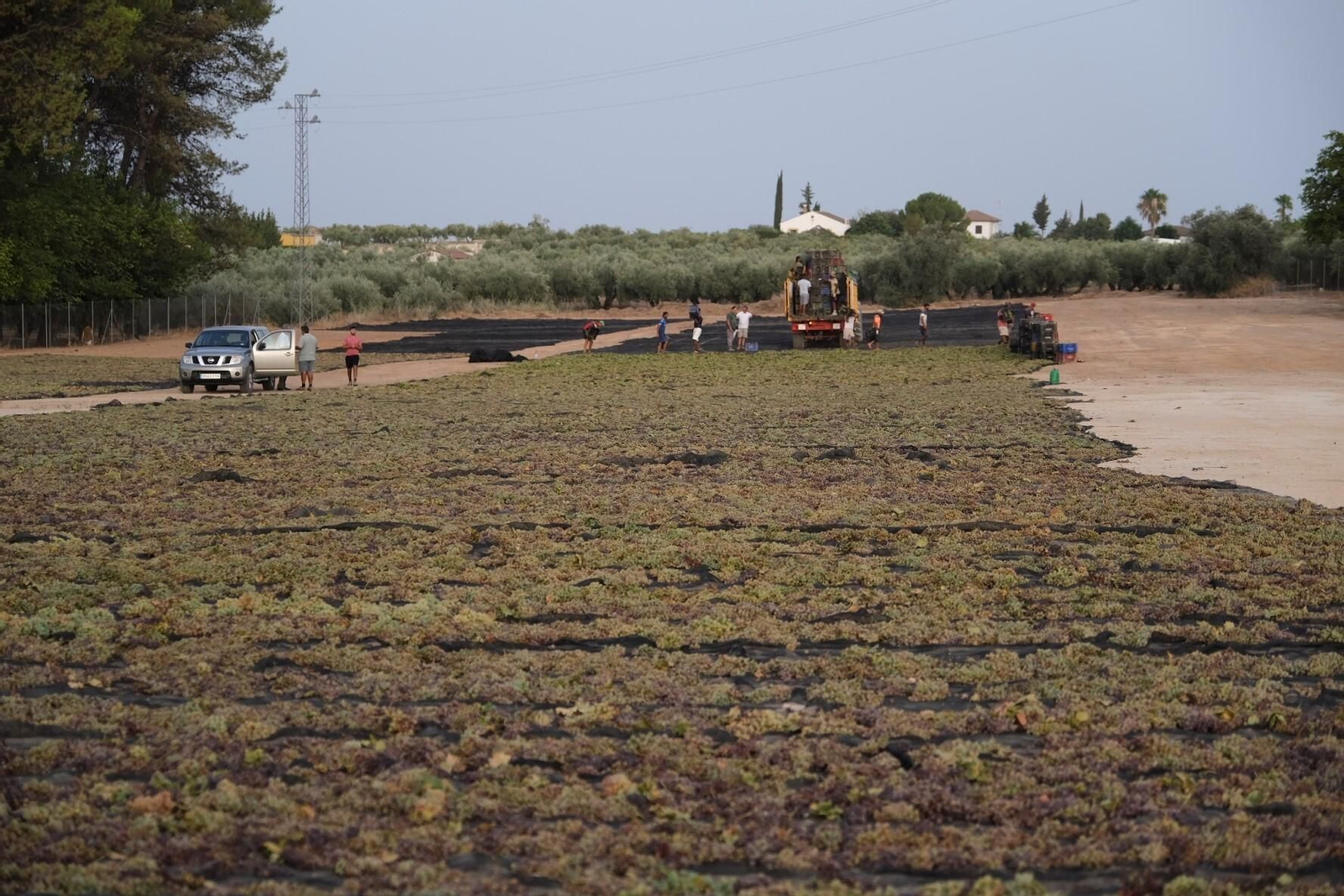 La vendimia en una pasera de Montilla-Moriles, en fotografías