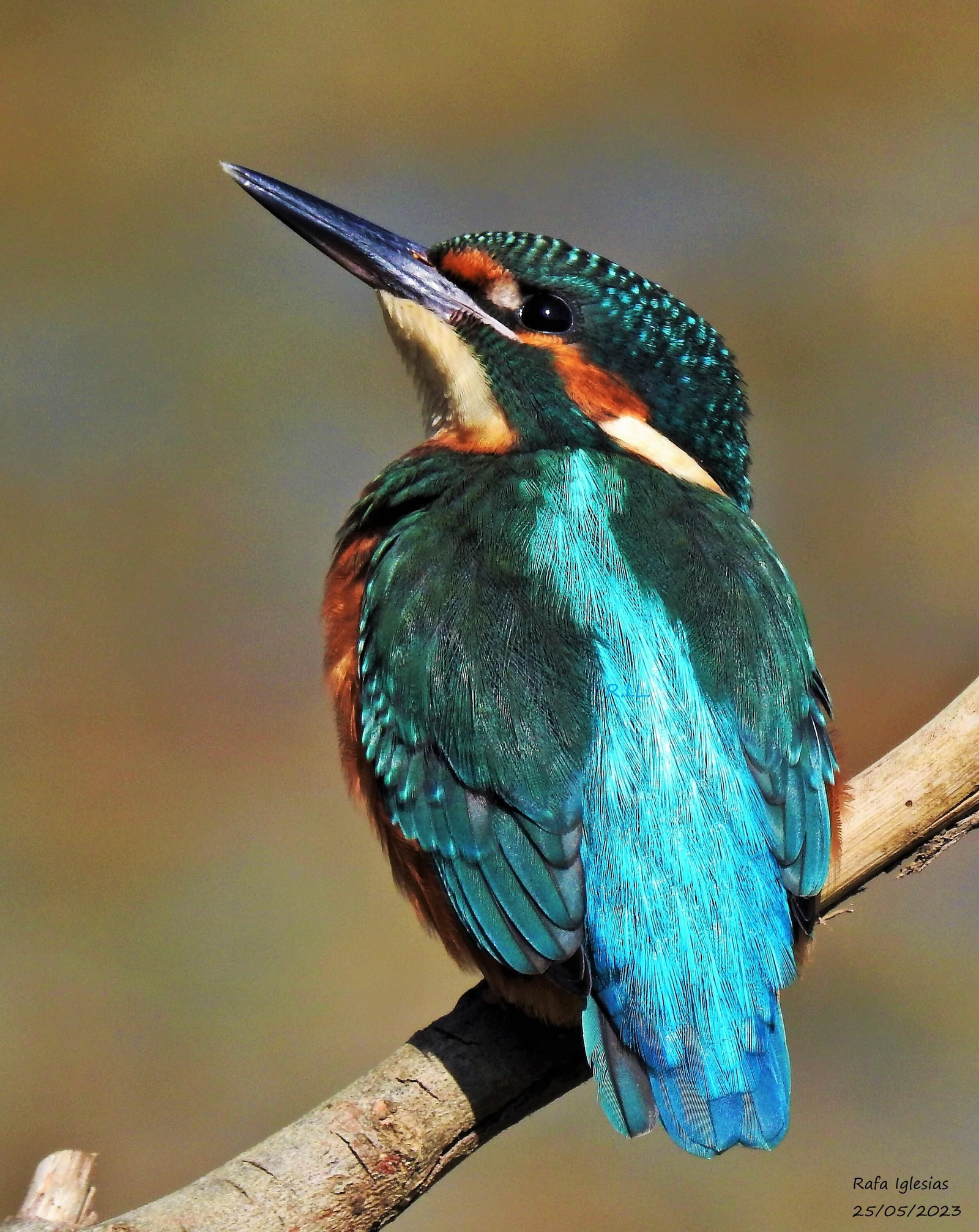 Juvenil de martín pescador.