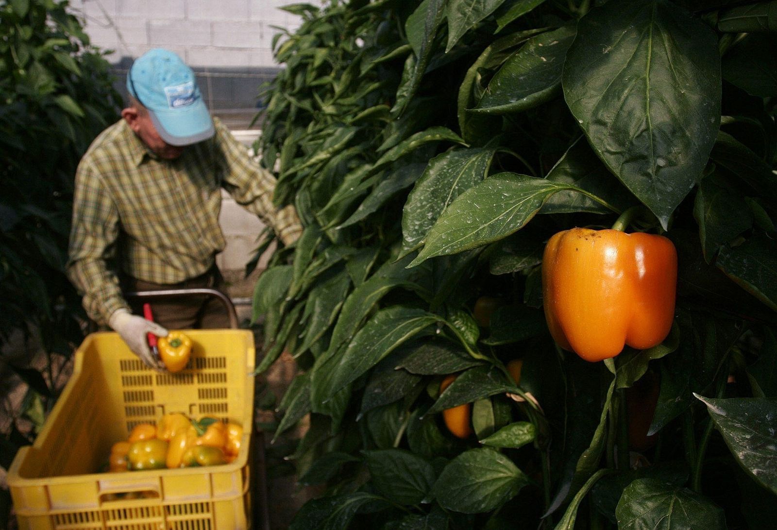 Un agricultor recolecta pimientos.