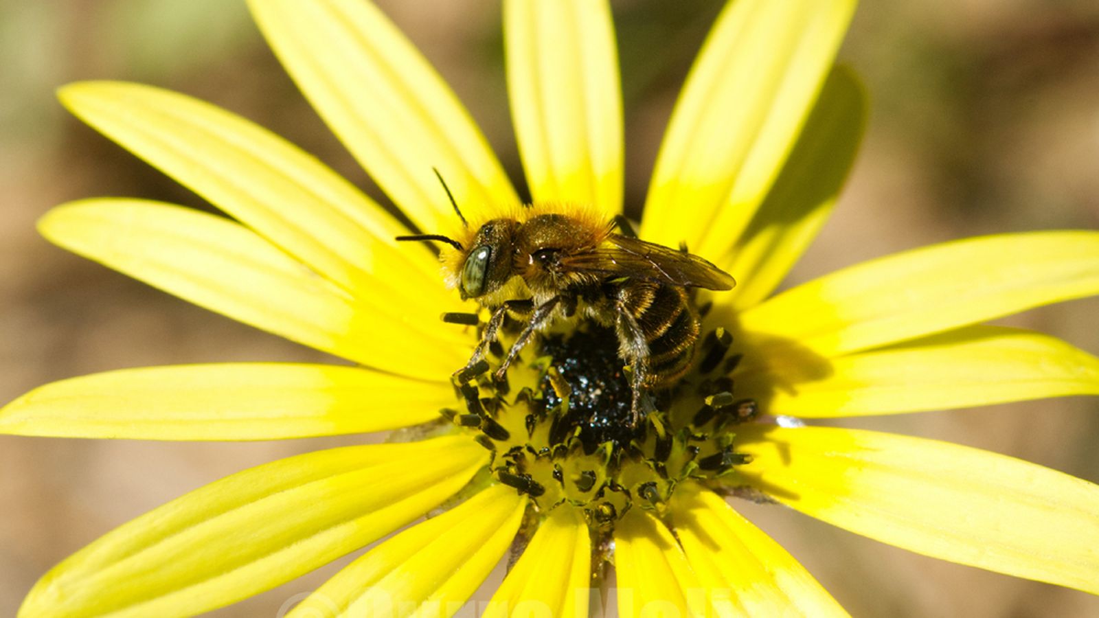 Las abejas silvestres contribuyen a la polinización del 75 % de las plantas silvestres y cultivadas.