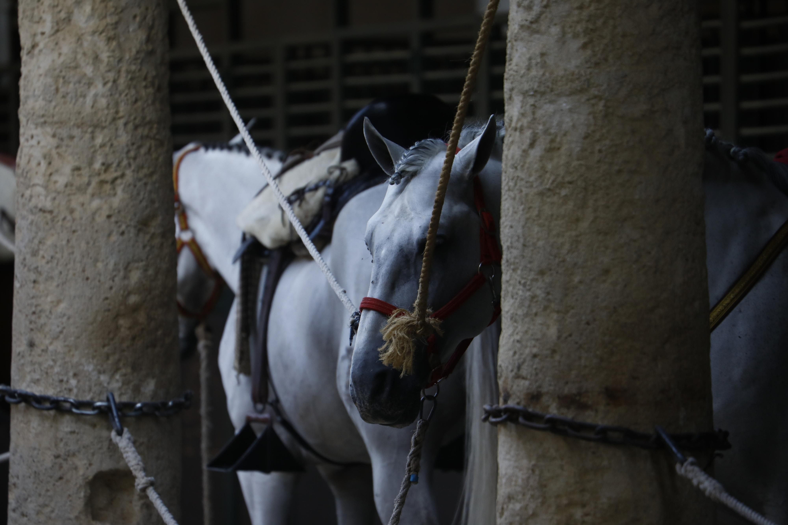 El arranque del XXVII Concurso Morfológico de La Feria del Caballo de Córdoba, en imágenes