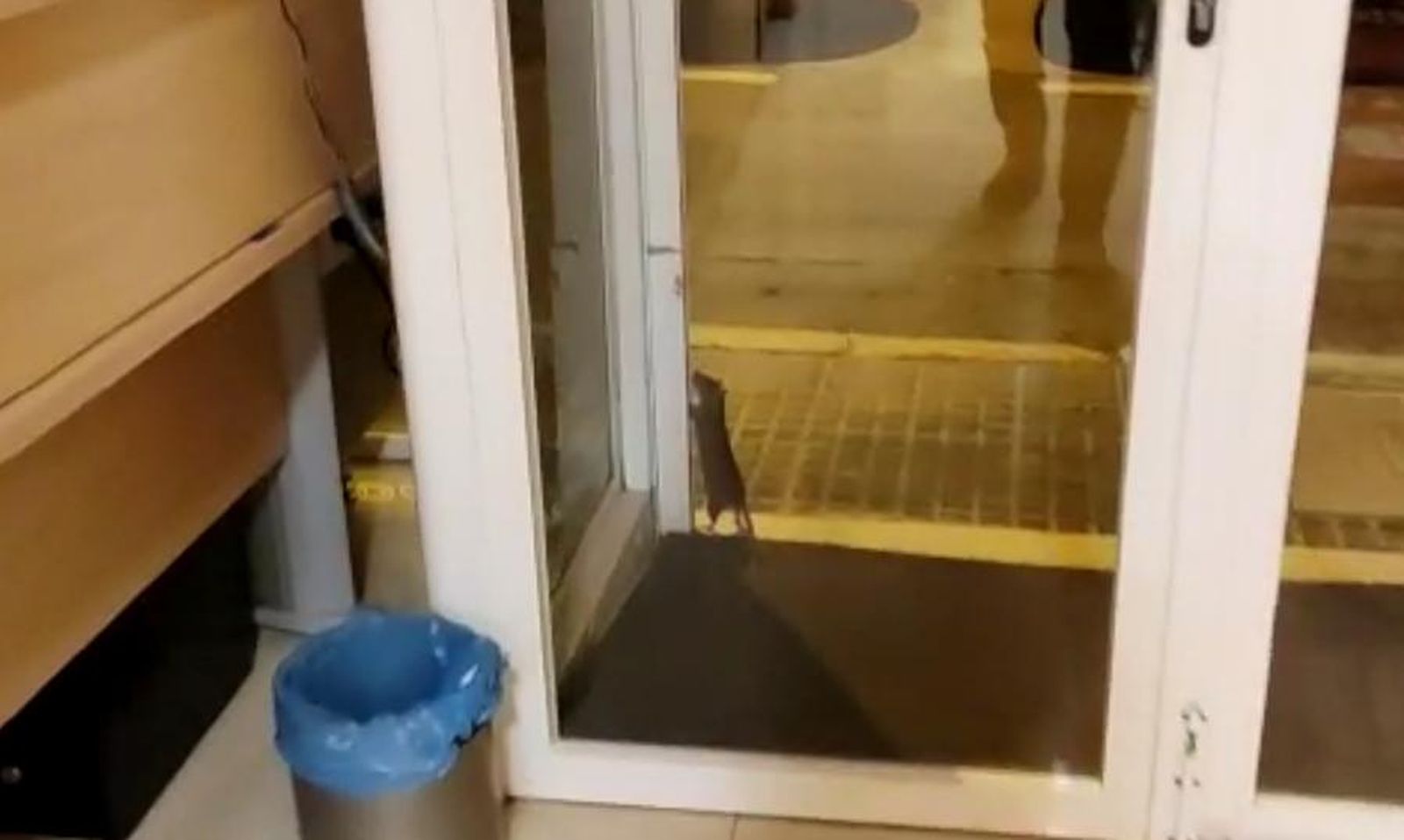 Una de las ratas en los accesos de una consulta de podología