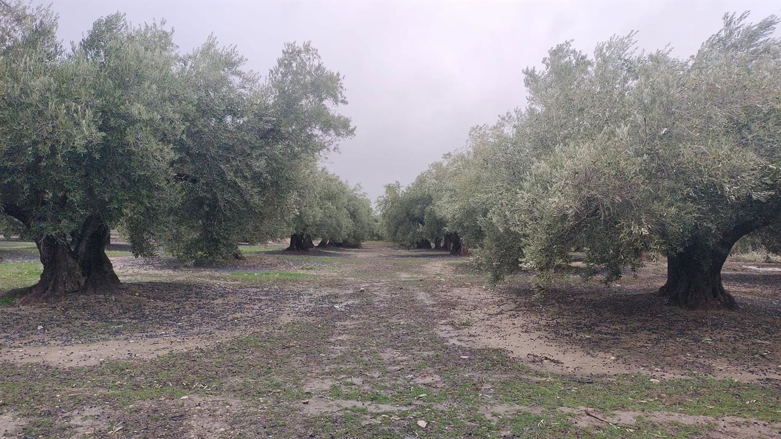 Aceituna caída en un olivar de Jaén.